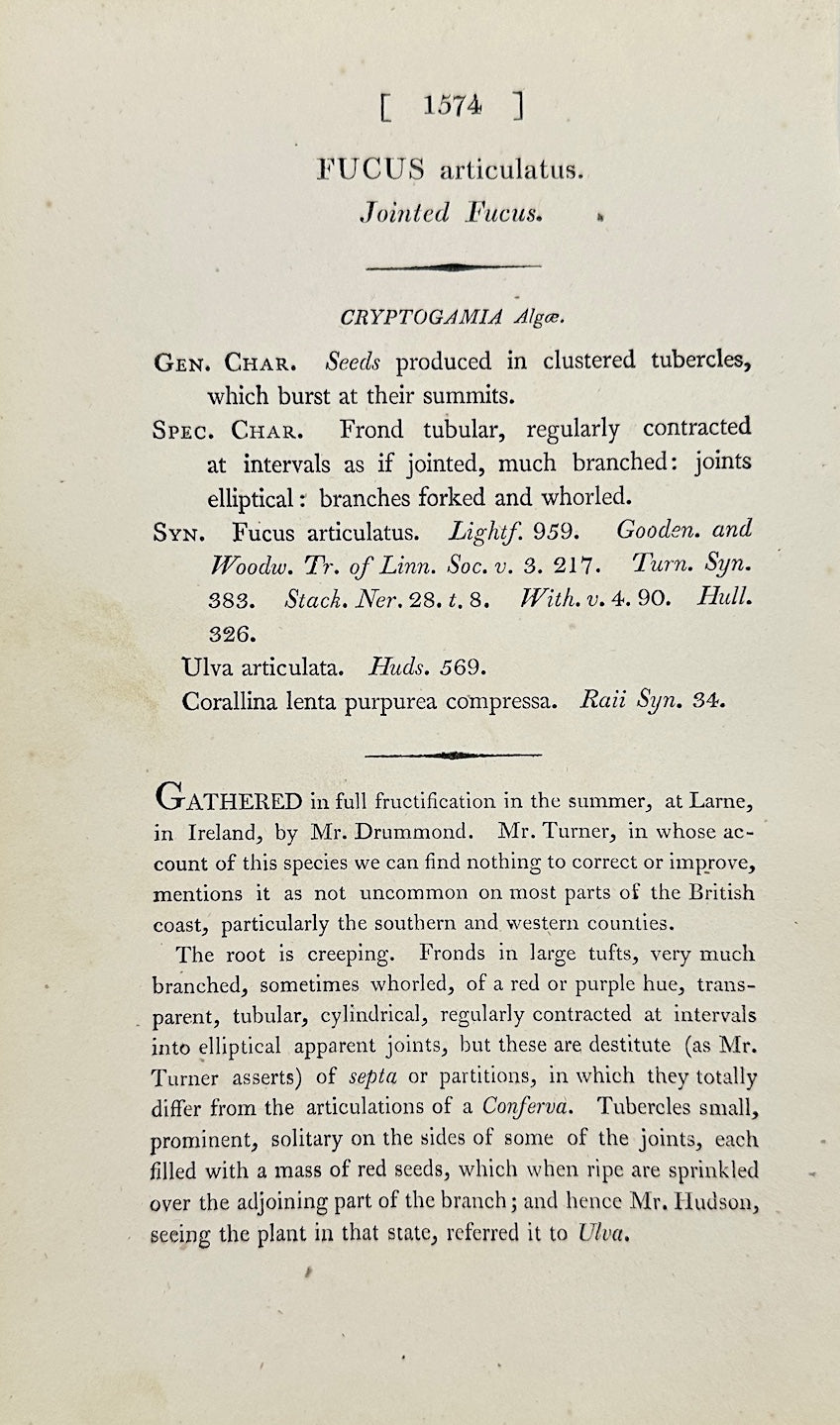 Antique Botanical Print - James Sowerby - Fucus Articulatus - Jointed Fucus - F1