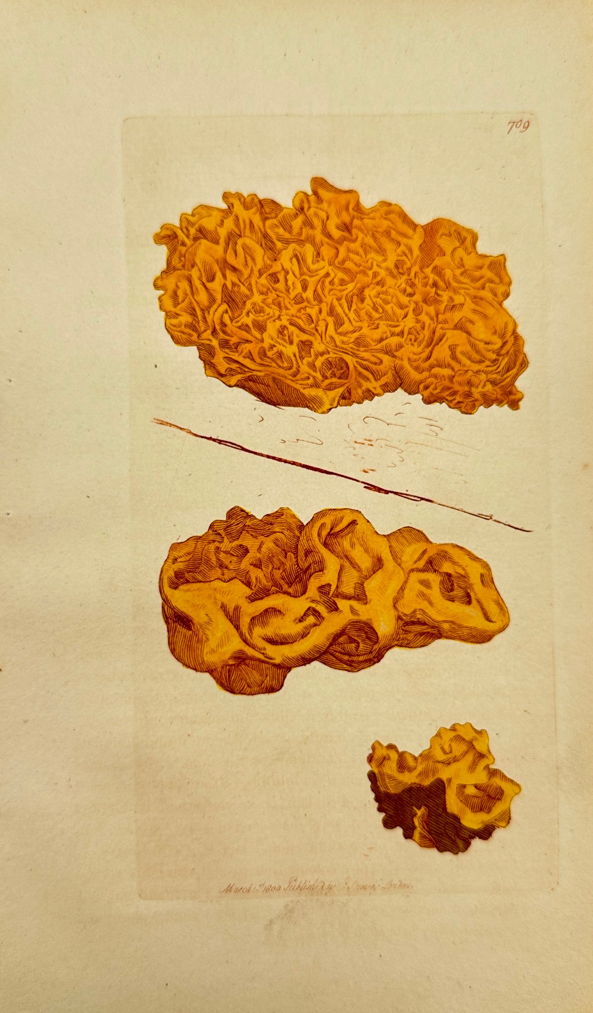 Antique Print - James Sowerby - Tremella Mesenterica - Witch's butter - F1