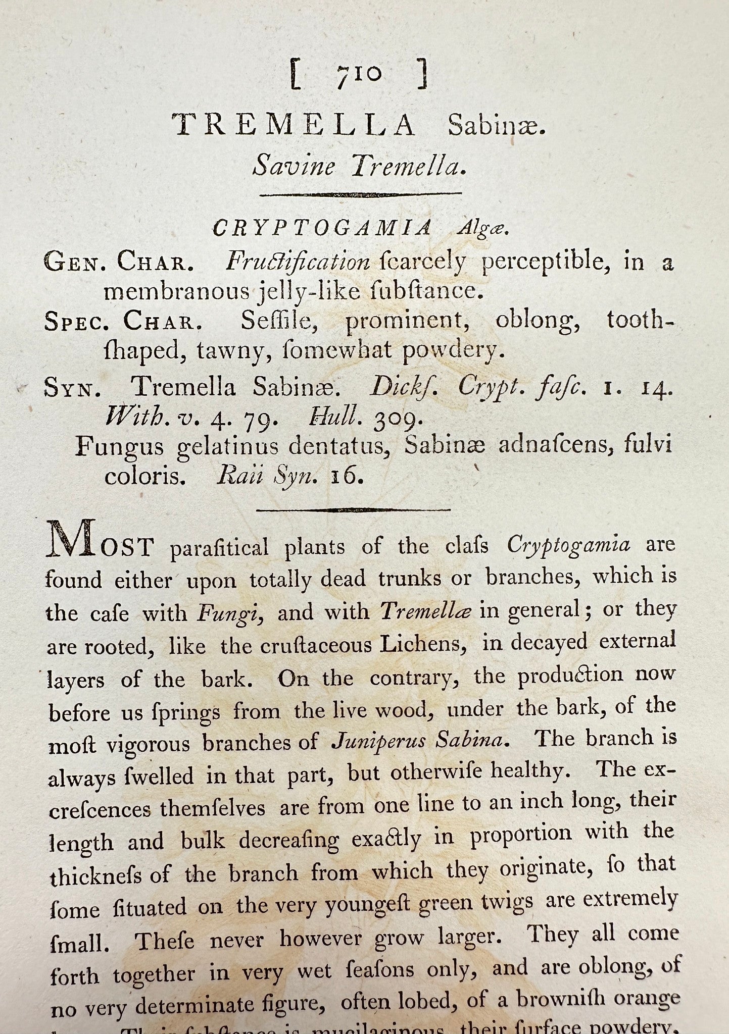 Antique Botanica Print - James Sowerby - Tremella Sabinae - Savine Tremella - F1