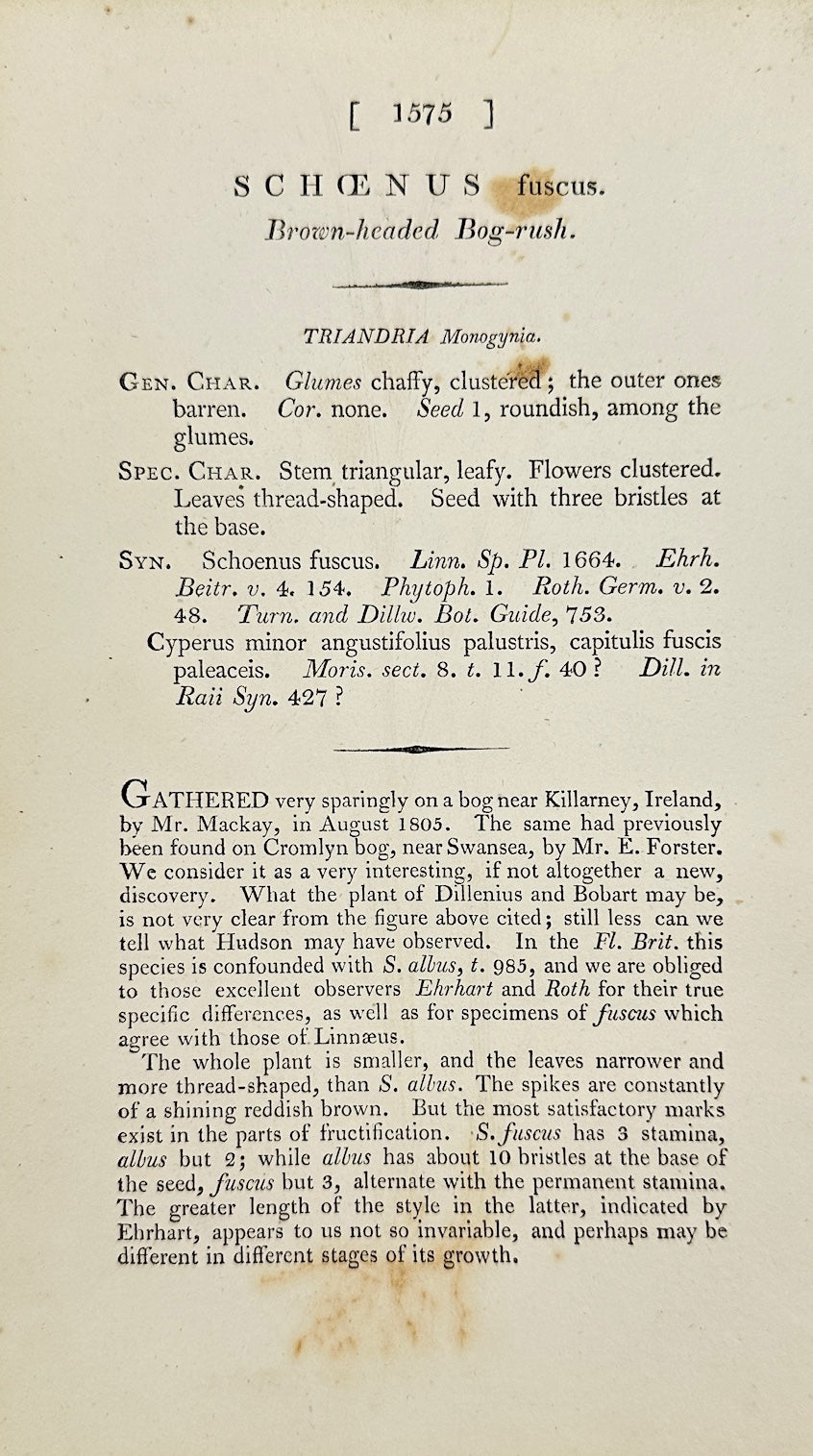 Antique Botanical Print - James Sowerby - Schenus Fuscus - Brown Bog-rush - F1