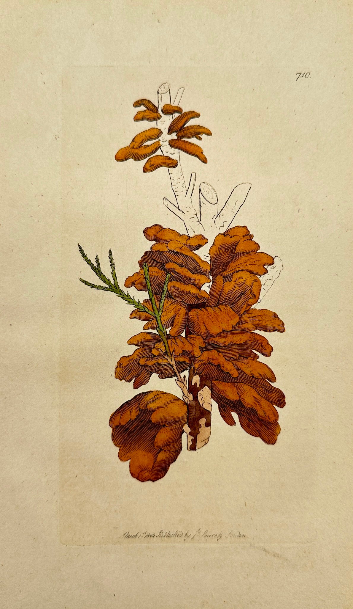 Antique Botanica Print - James Sowerby - Tremella Sabinae - Savine Tremella - F1