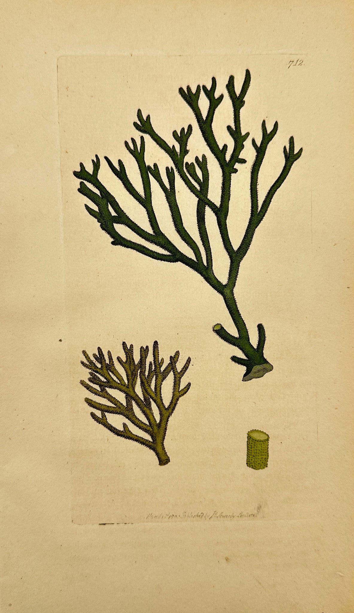 Antique Botanical Print - James Sowerby - Fucus Tomento - Downy Fucus - F1