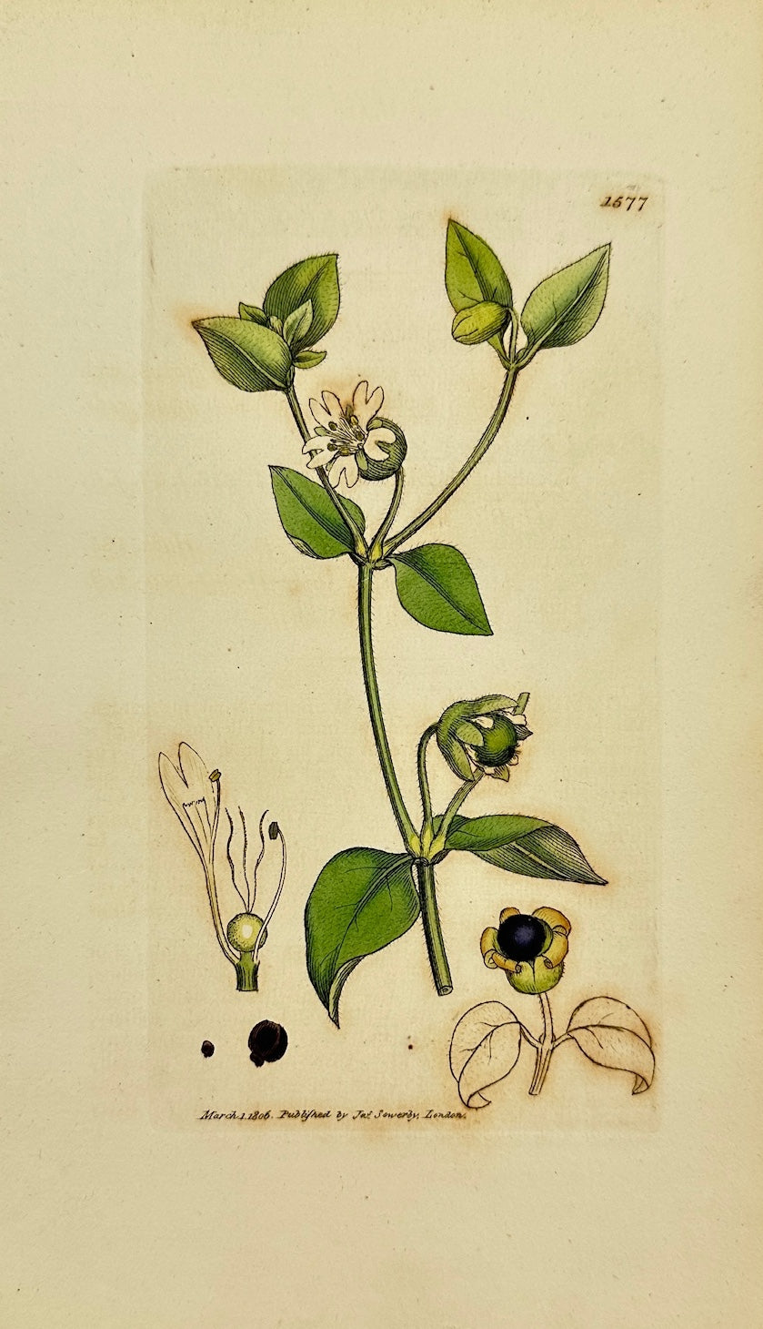 Antique Print - Sowerby - Cucubalus Baccifer - Berry-bearing Chickweed - F1