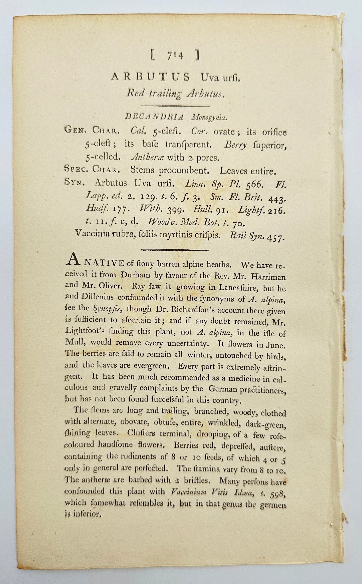 Antique Print - James Sowerby - Arbutus Uva-ursi - Red Trailing Arbutus - F1