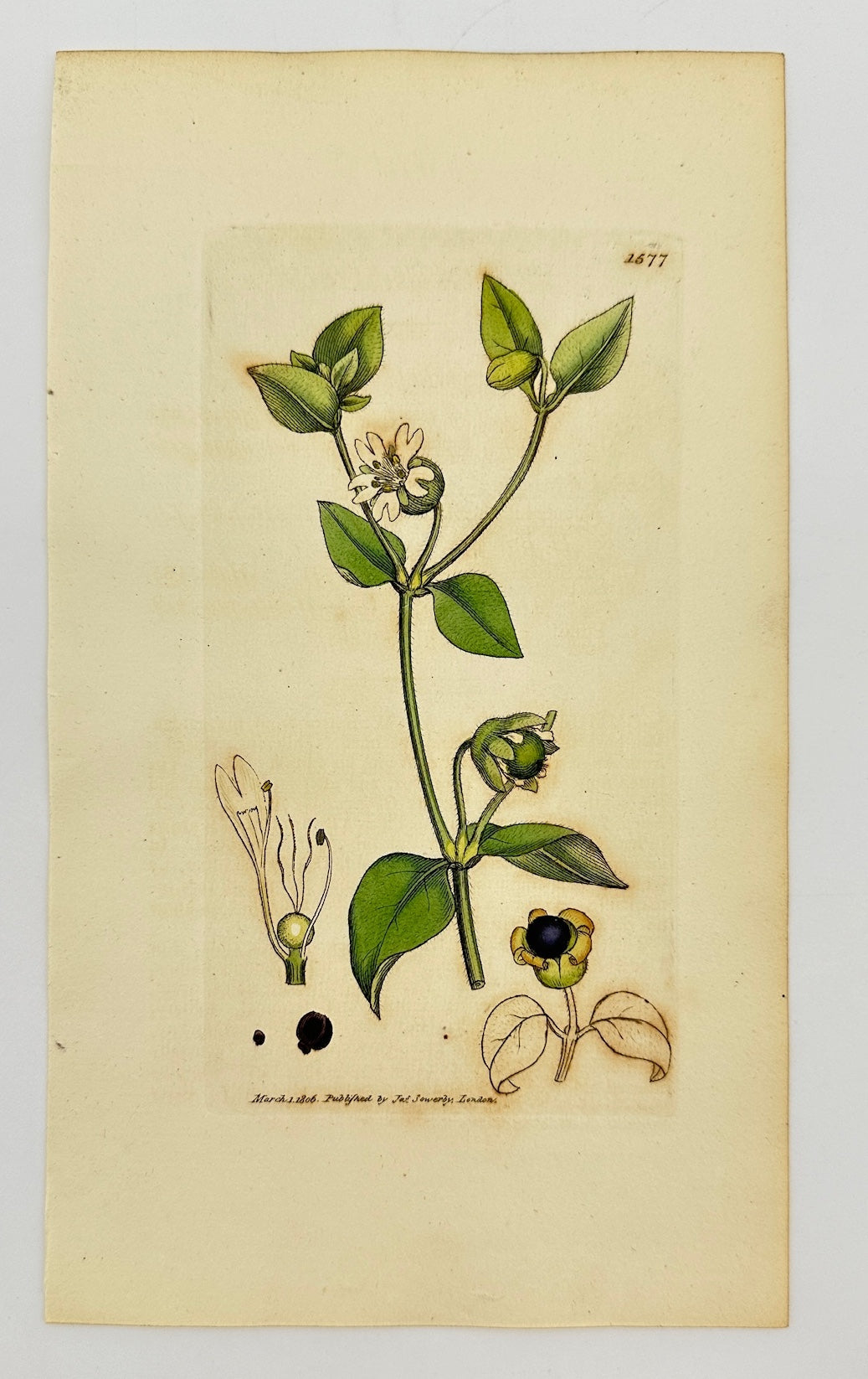 Antique Print - Sowerby - Cucubalus Baccifer - Berry-bearing Chickweed - F1