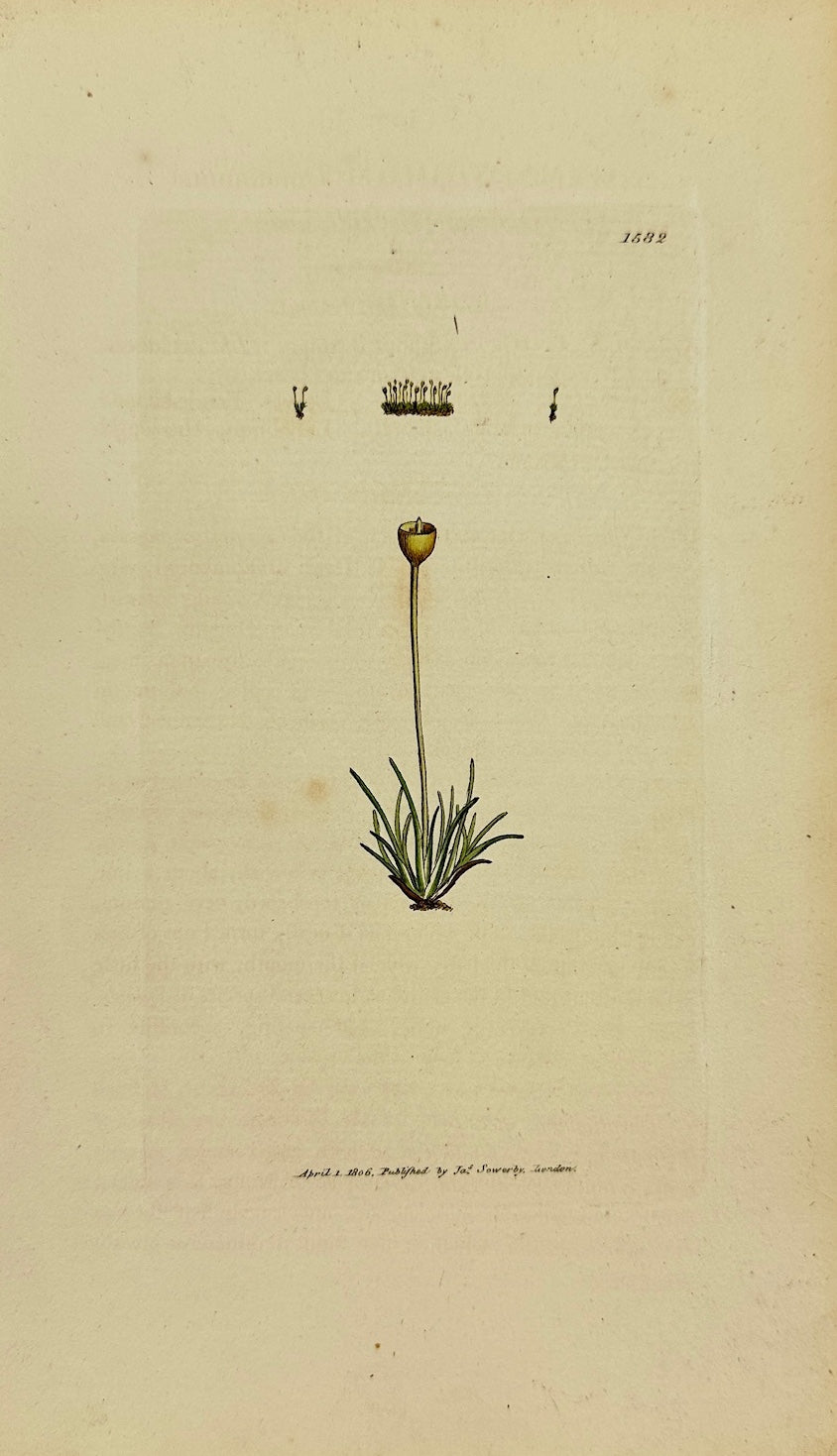 Antique Print - Sowerby - Gymnostomum Donnianum - Donnian Beardless-moss - F1