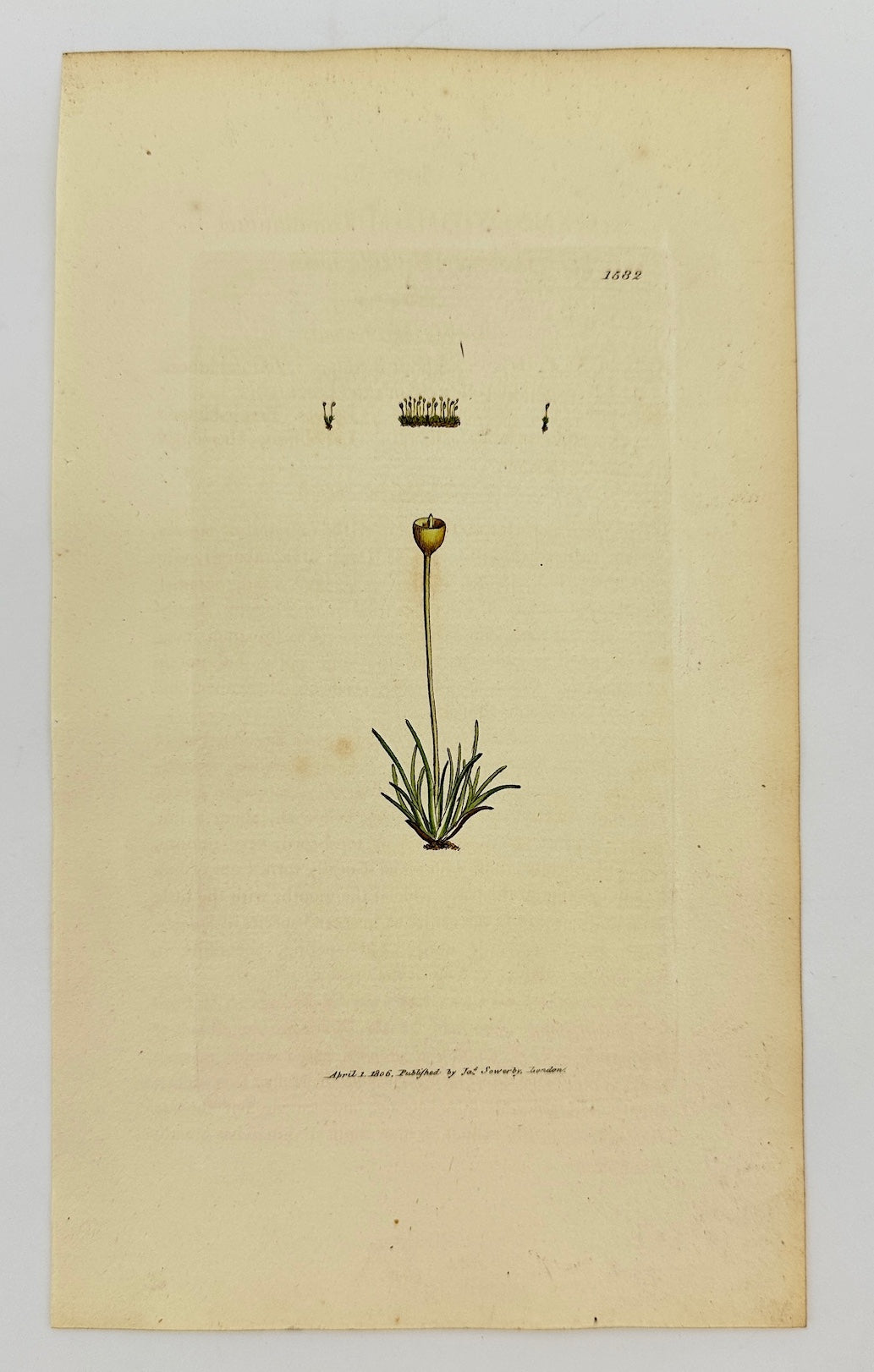 Antique Print - Sowerby - Gymnostomum Donnianum - Donnian Beardless-moss - F1