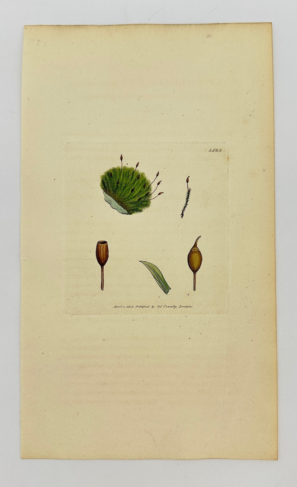Antique Print - Sowerby - Gymnostomum Viridissimum - Greenish Gymnostomum - F1