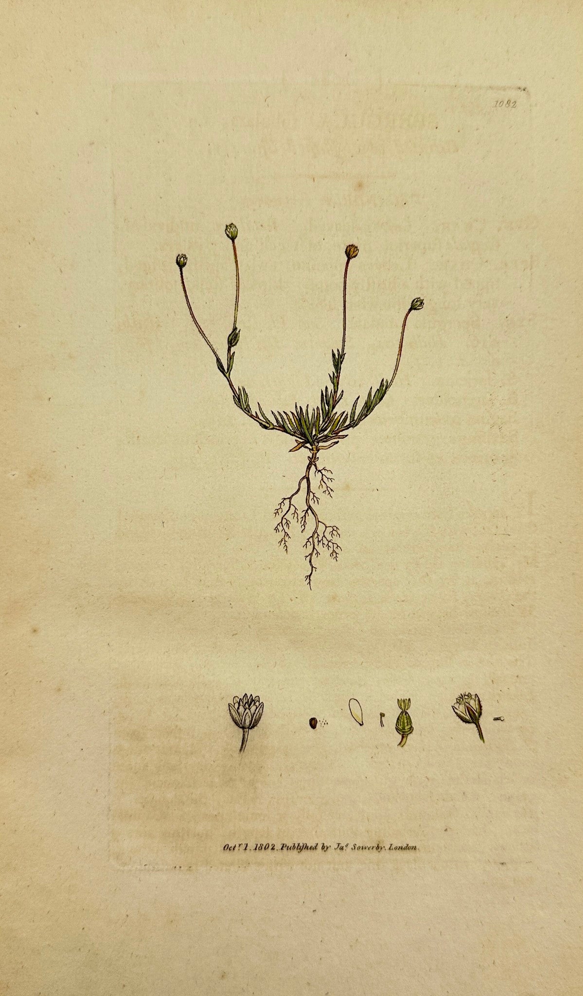 Antique Print - Sowerby - Spergula Rubulata - Ciliated Awl-shaped Spurrey - F1