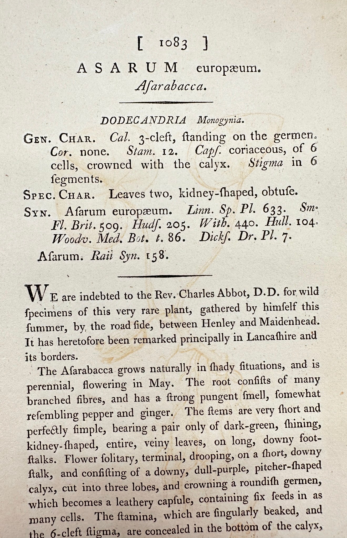 Antique Print - James Sowerby - Asarum Europaeum - European Wild Ginger - F1