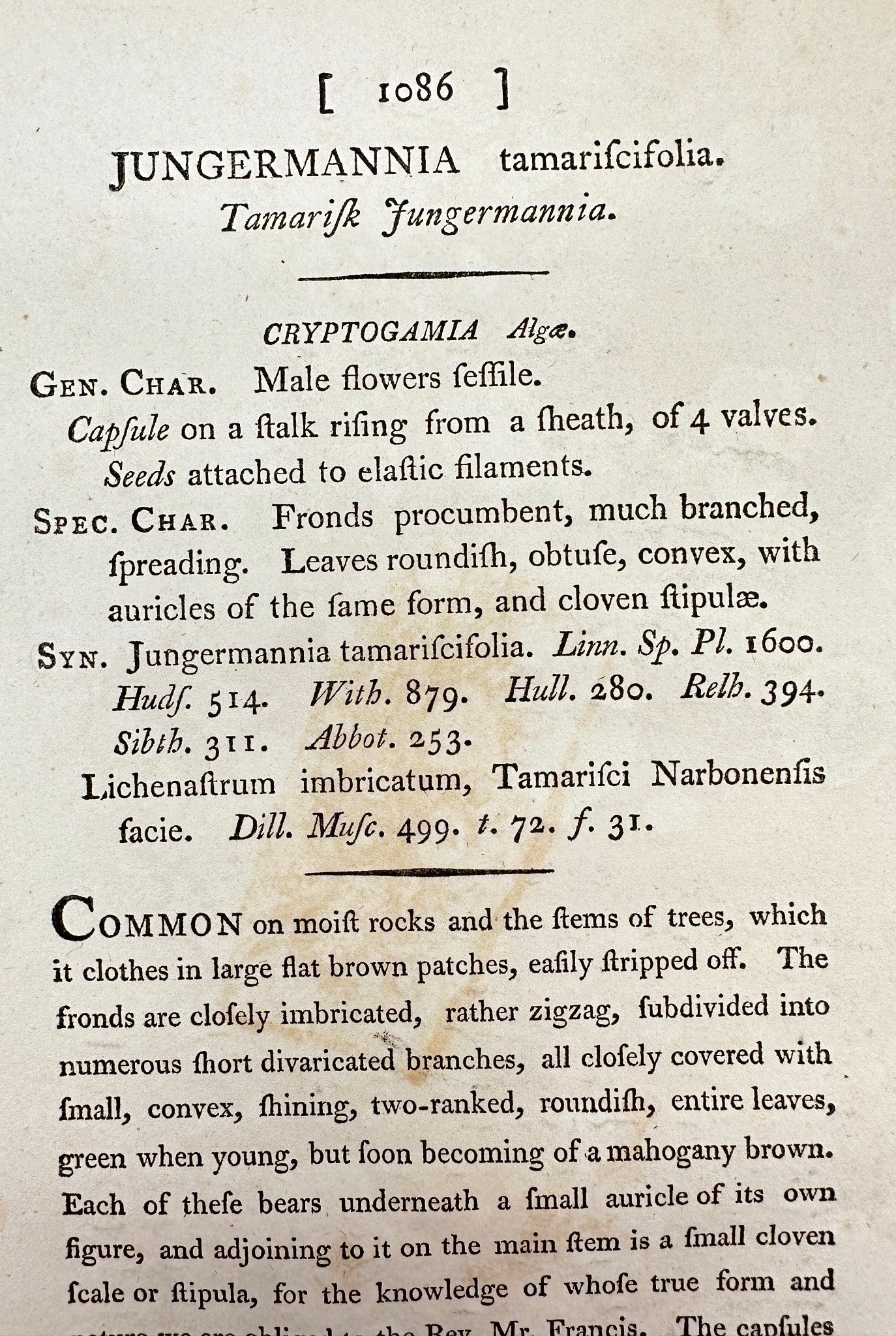 Antique Print - Sowerby - Jungermannia Tamariscifolia - Tamarisk-leaved - F1