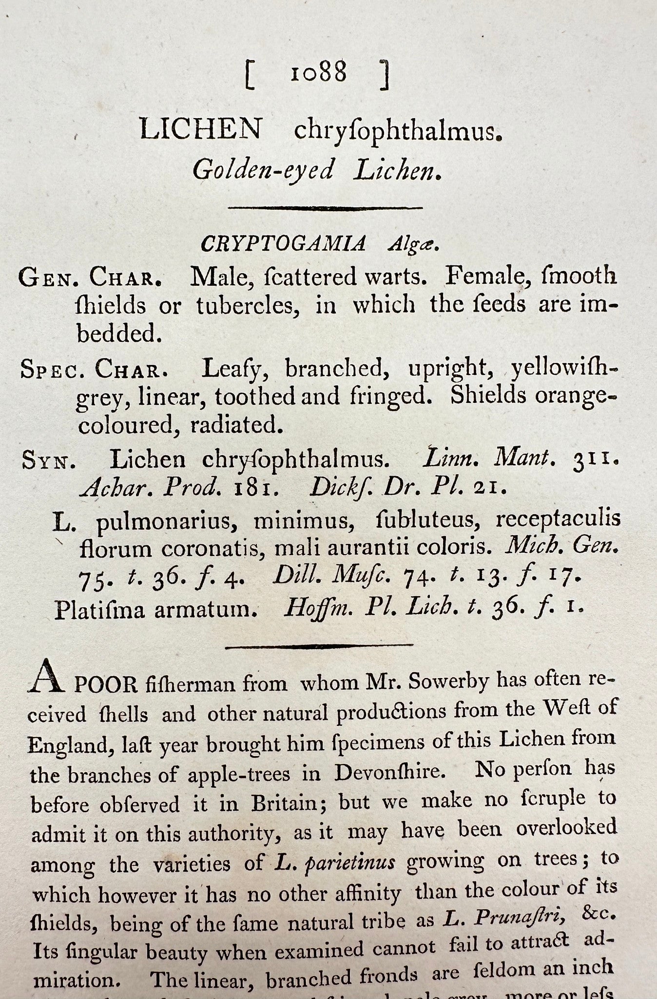 Antique Print - James Sowerby - Lichen Chryophthalmus - Golden-eyed Lichen - F1