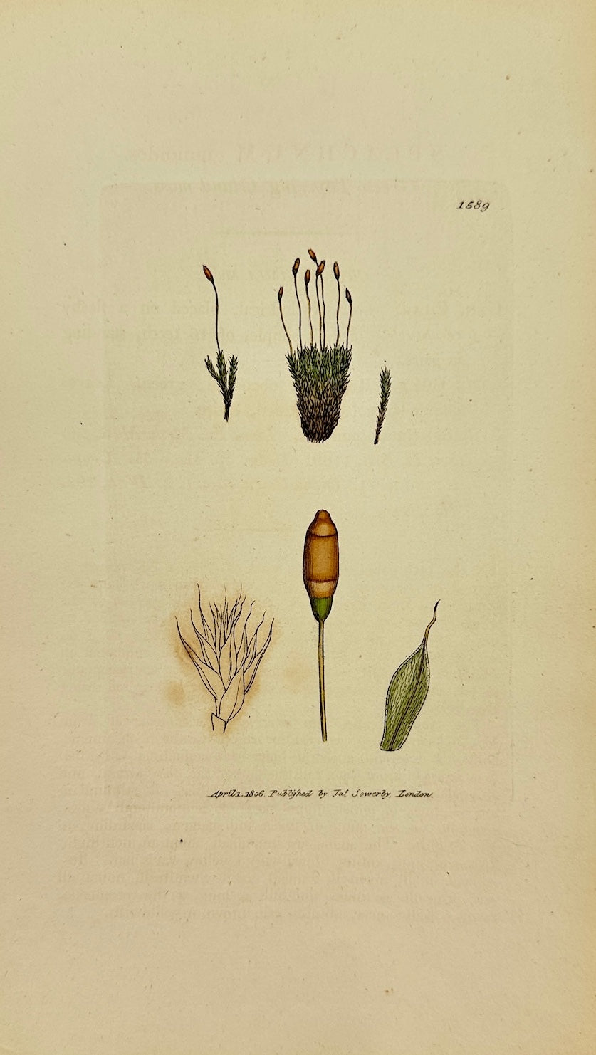 Antique Print - Sowerby - Splachnum Mnioides - Green Tapering Gland-moss - F1