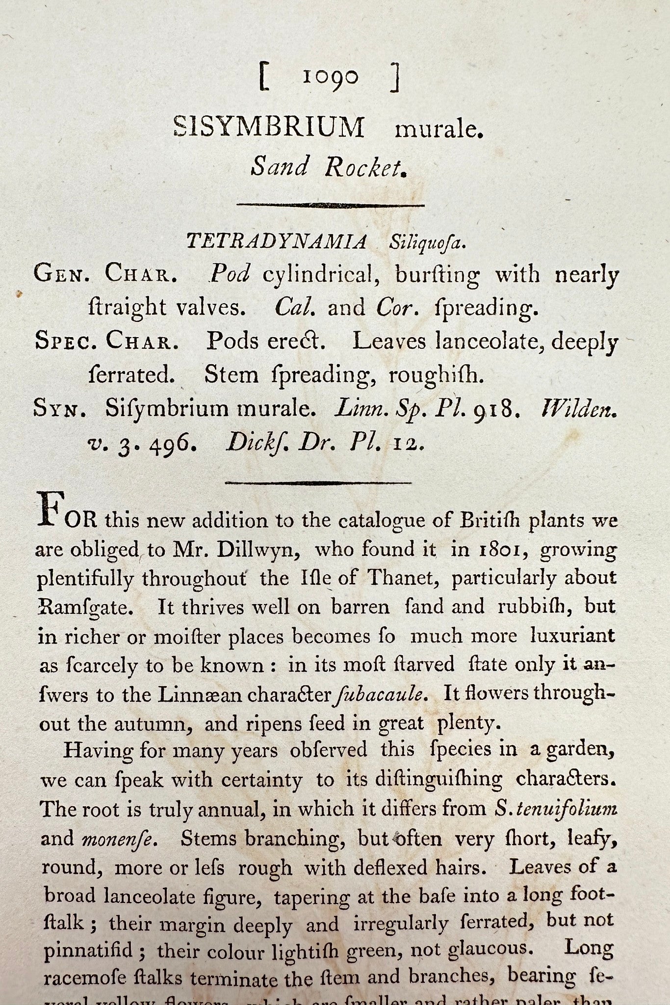 Antique Botanical Print - James Sowerby - Sisymbrium Murale - Sand Rocket - F1