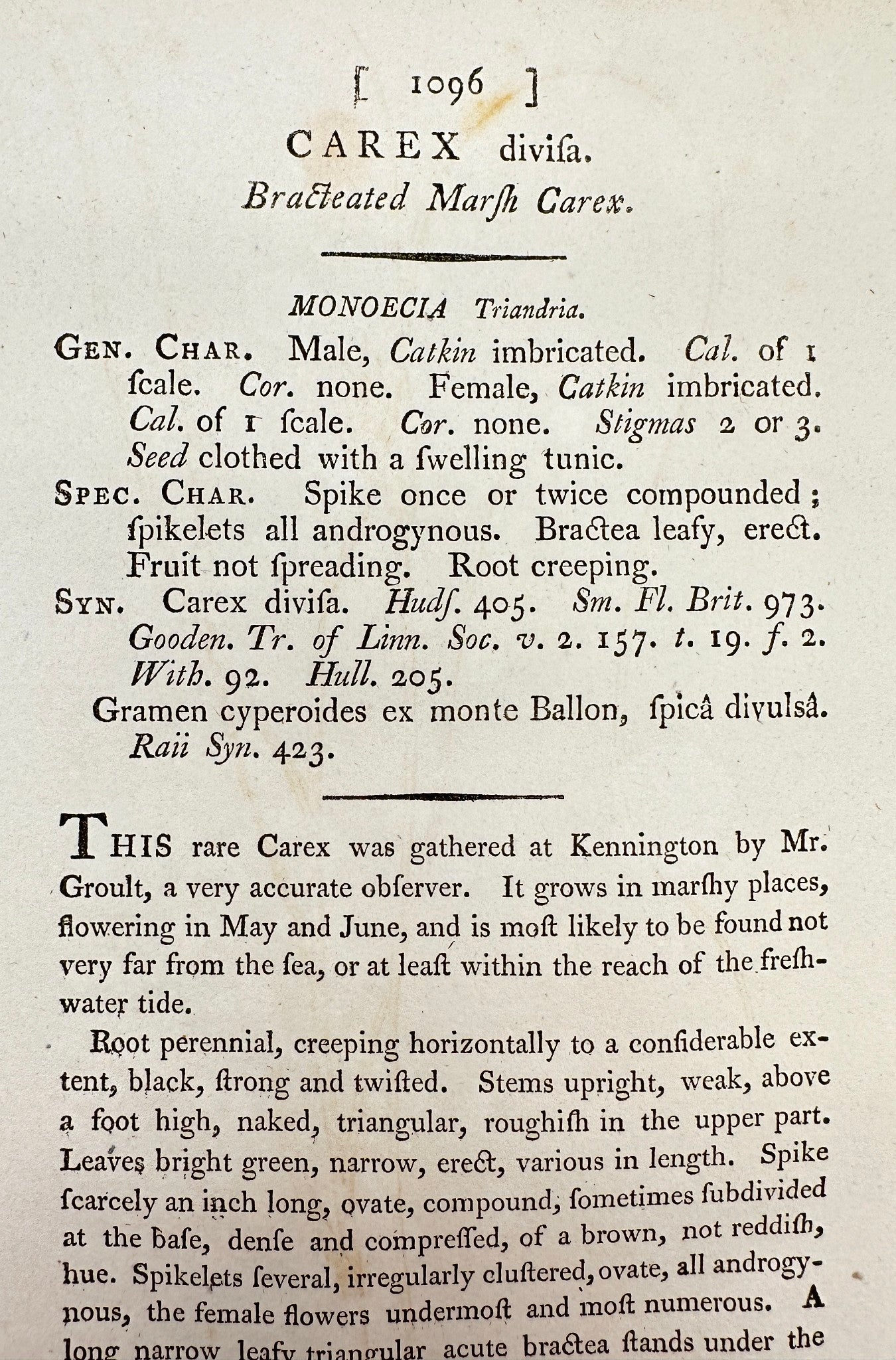 Antique Print - James Sowerby - Carex Divisa - Bracteated Marsh Carex - F1