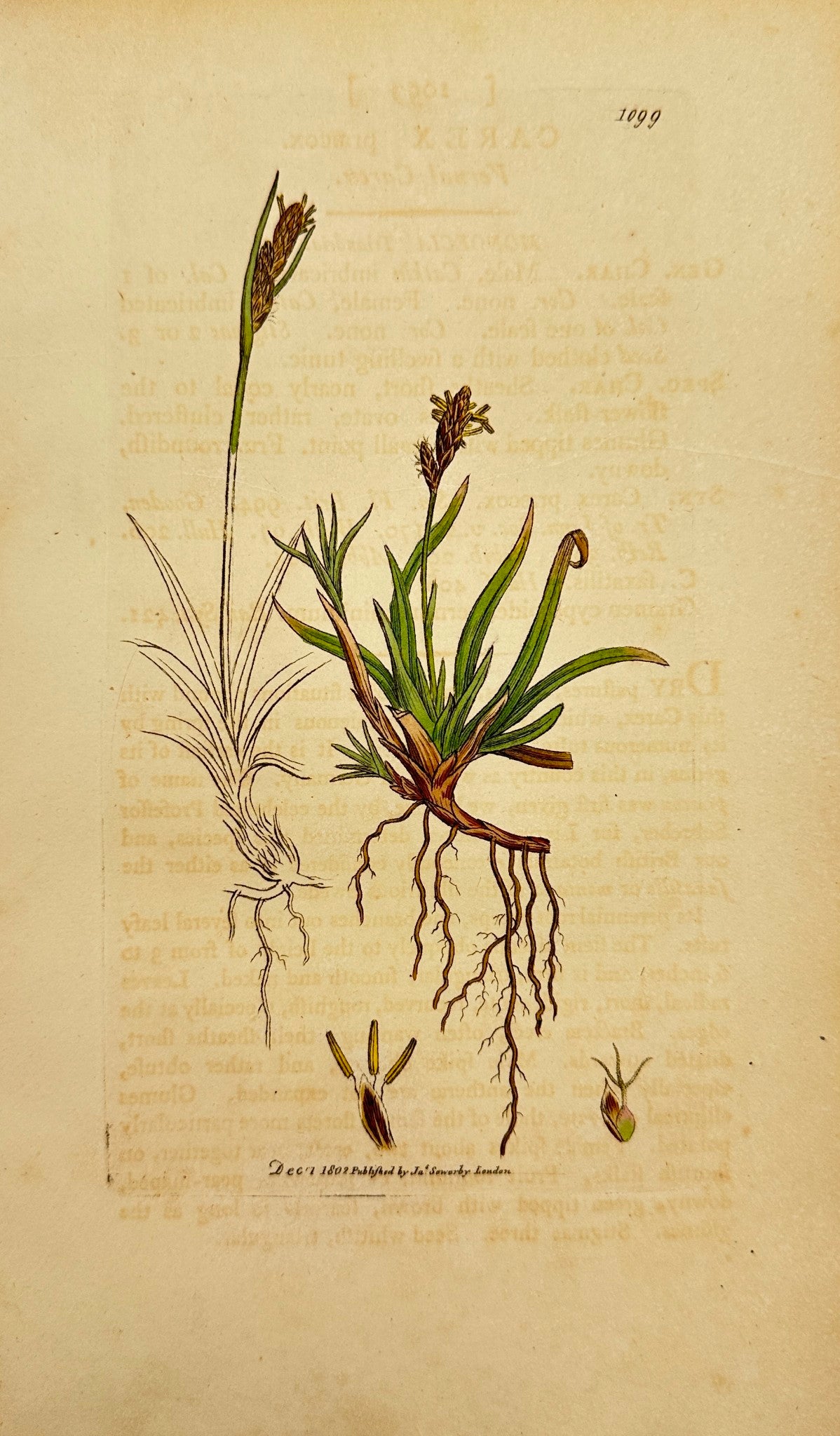 Antique Botanical Print - James Sowerby - Carex Praecox - Vernal Carex - F1