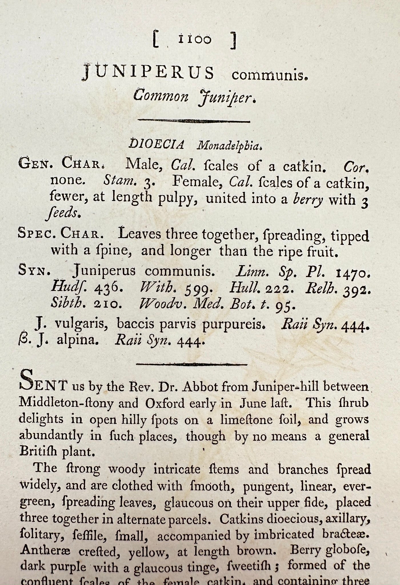 Antique Print - James Sowerby - Juniperus Communis - Common Juniper - F1