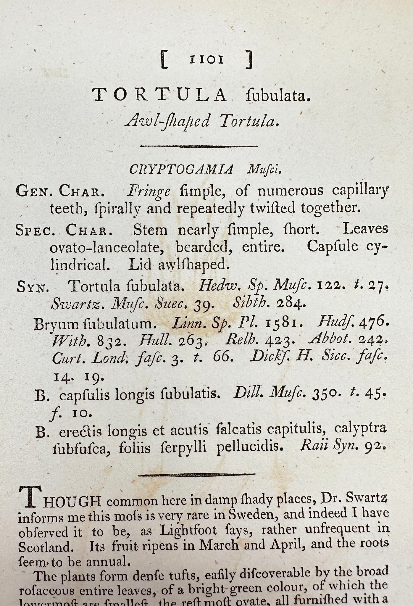 Antique Botanical Print - James Sowerby - Tortula Fubulata - Tortula Moss - F1