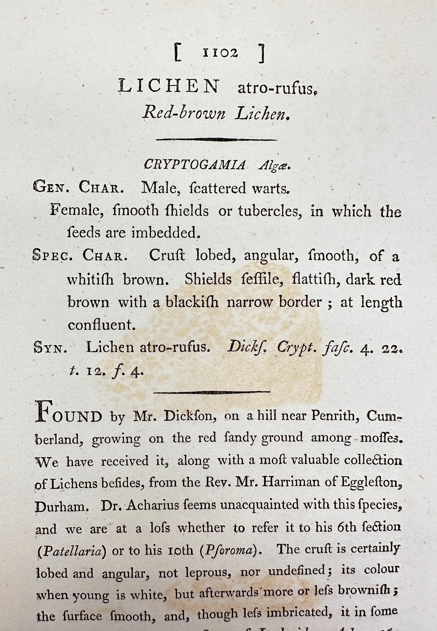 Antique Print - James Sowerby - Lichen Atro-rufus - Dark Red Lichen - F1