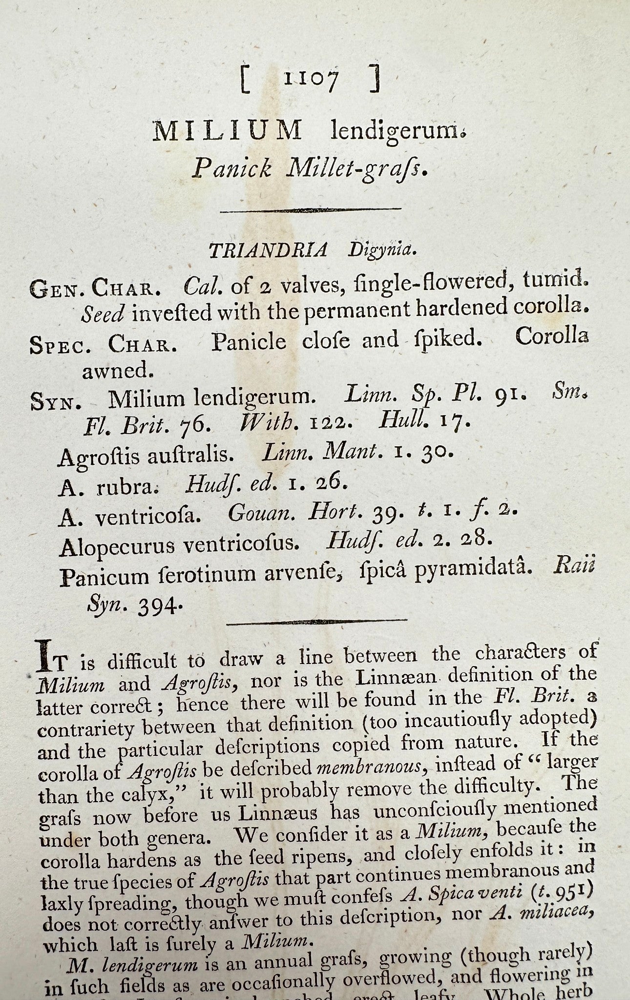 Antique Print - James Sowerby - Milium Lendigerum - Panick Millet-grass - F1