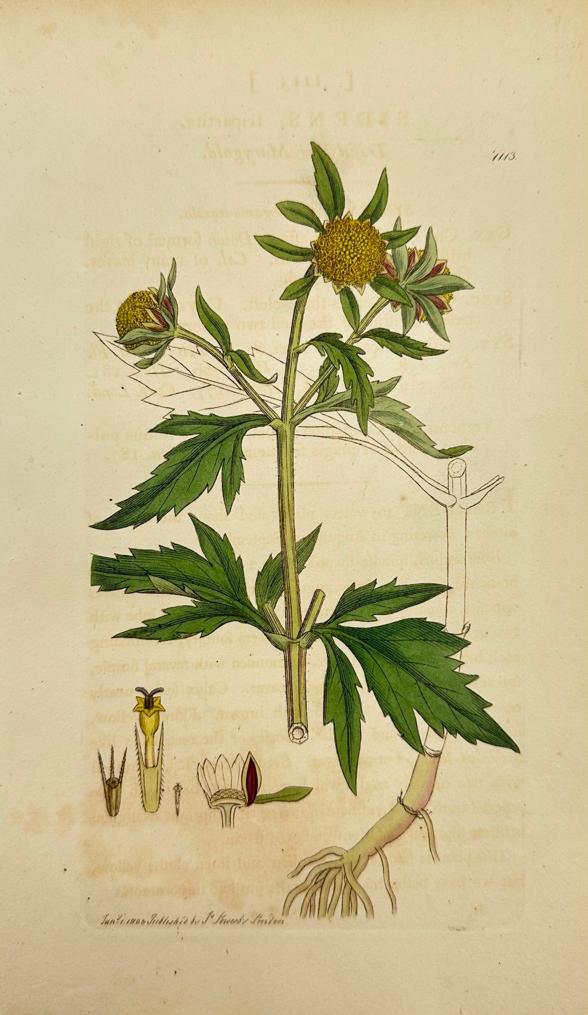 Antique Print - James Sowerby - Bidens Tripartita - Trifid Bur Marygold - F1