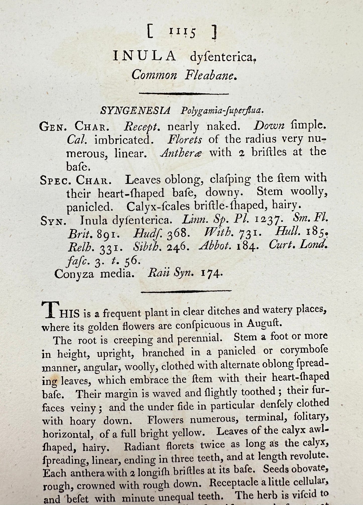 Antique Print - James Sowerby - Inula Dysenterica - Common Fleabane - F1