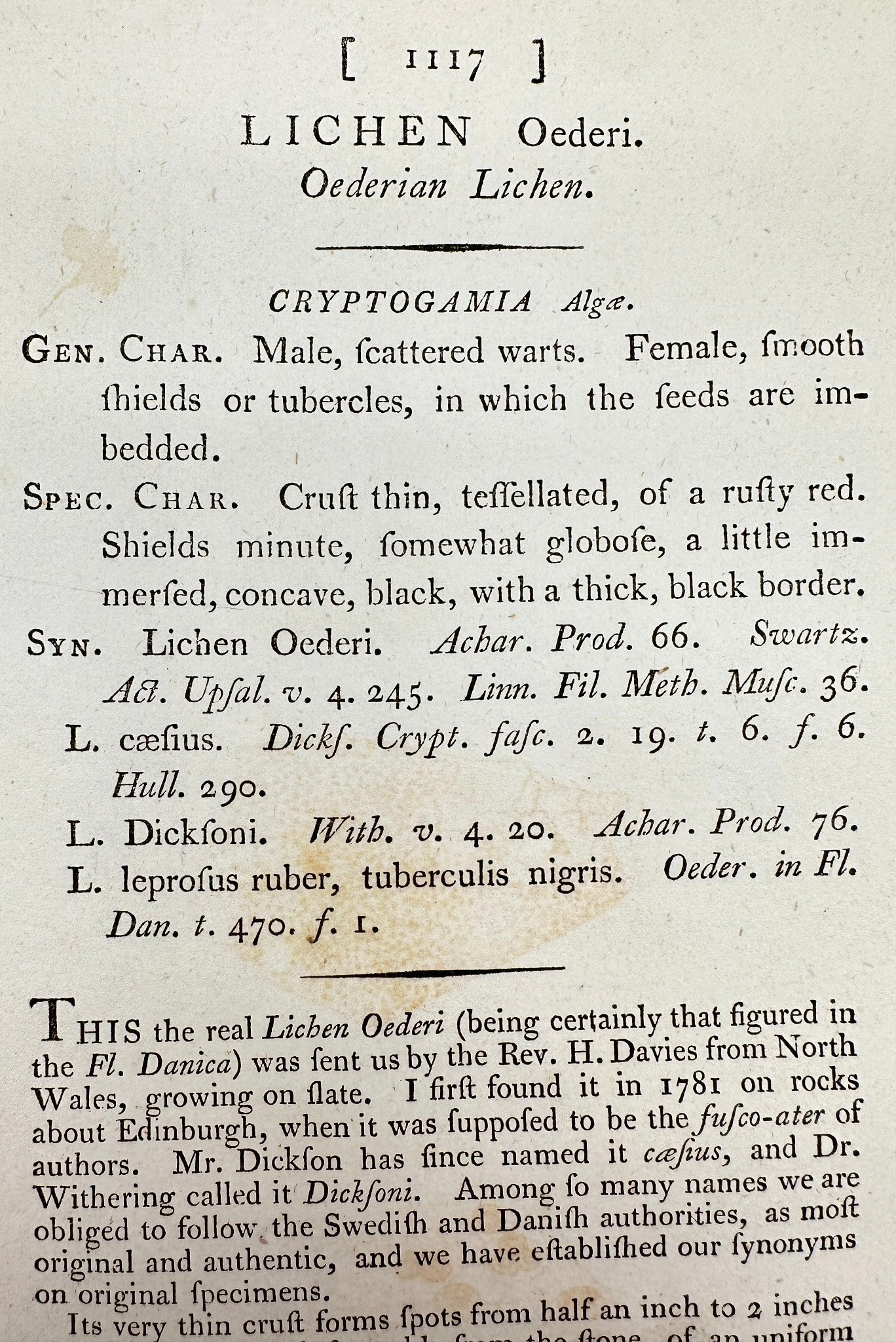 Antique Botanical Print - James Sowerby - Lichen Oederi - Oederian Lichen - F1