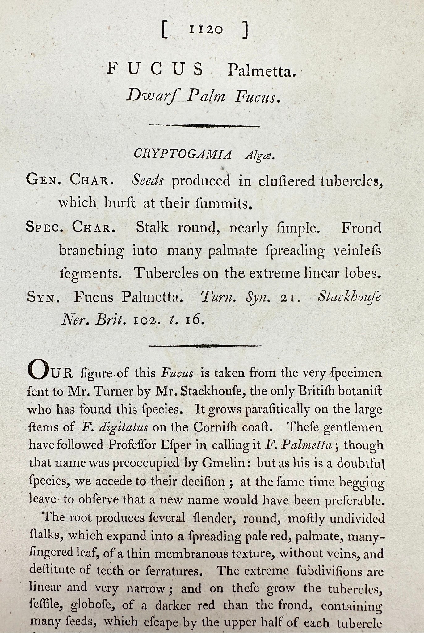 Antique Botanical Print - James Sowerby - Fucus Palmetta - Dwarf Palm Fucus - F1