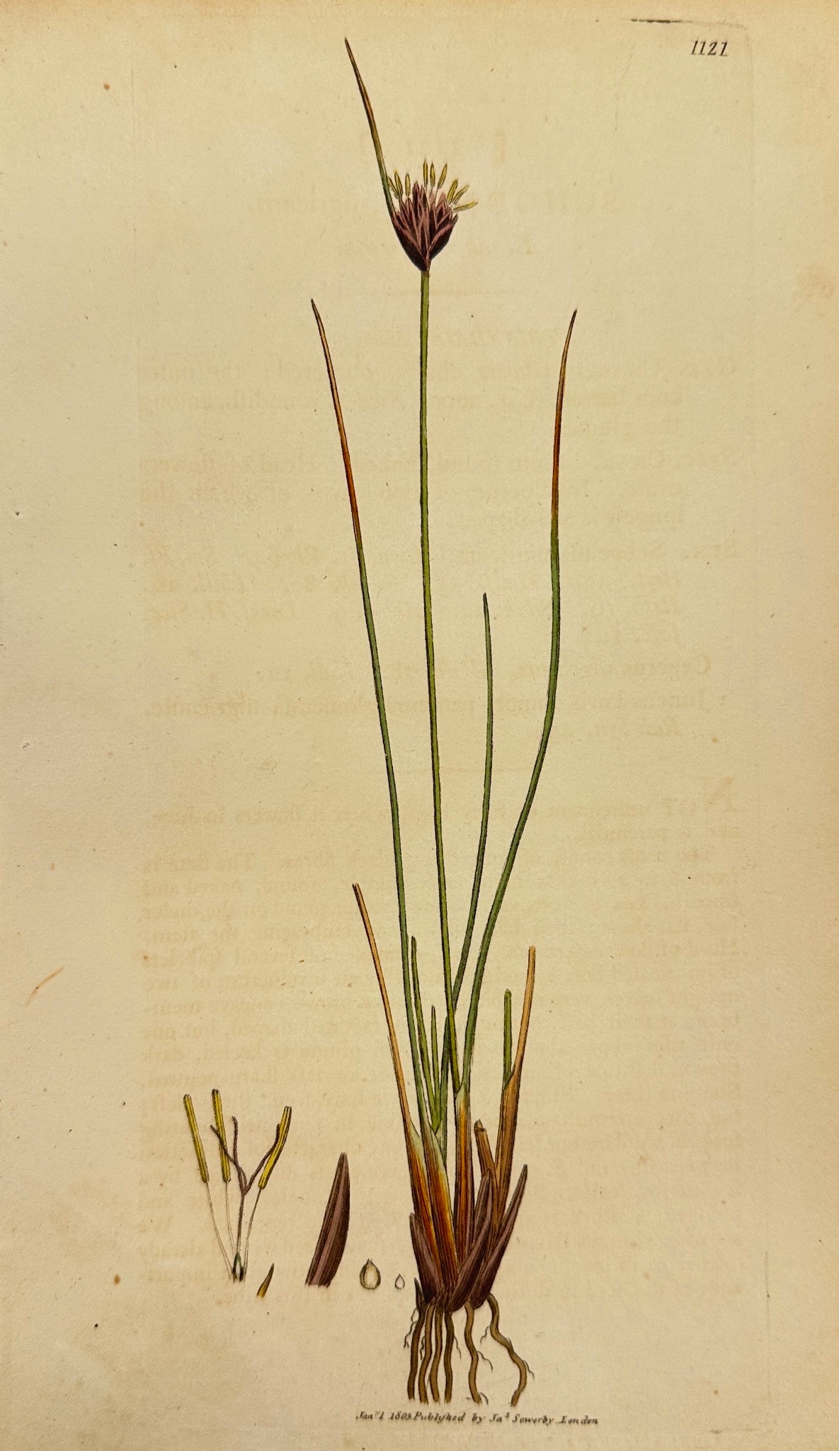 Antique Print - James Sowerby - Schoenus Nigricans - Black Bog-rush - F1