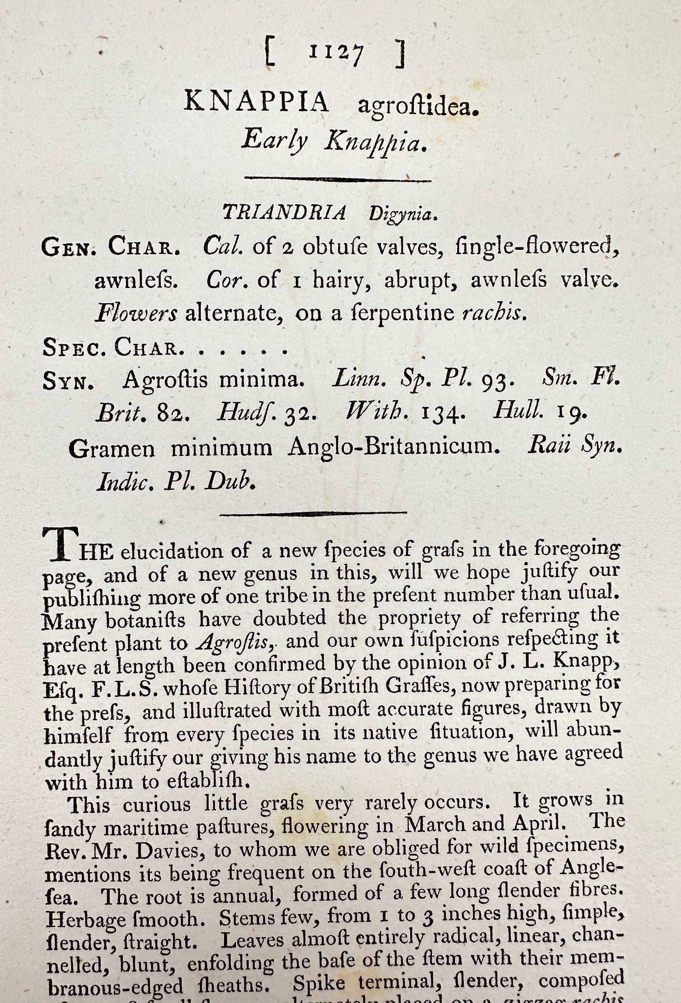 Antique Print - James Sowerby - Knappia Agrostidea - Early Knappia - F1