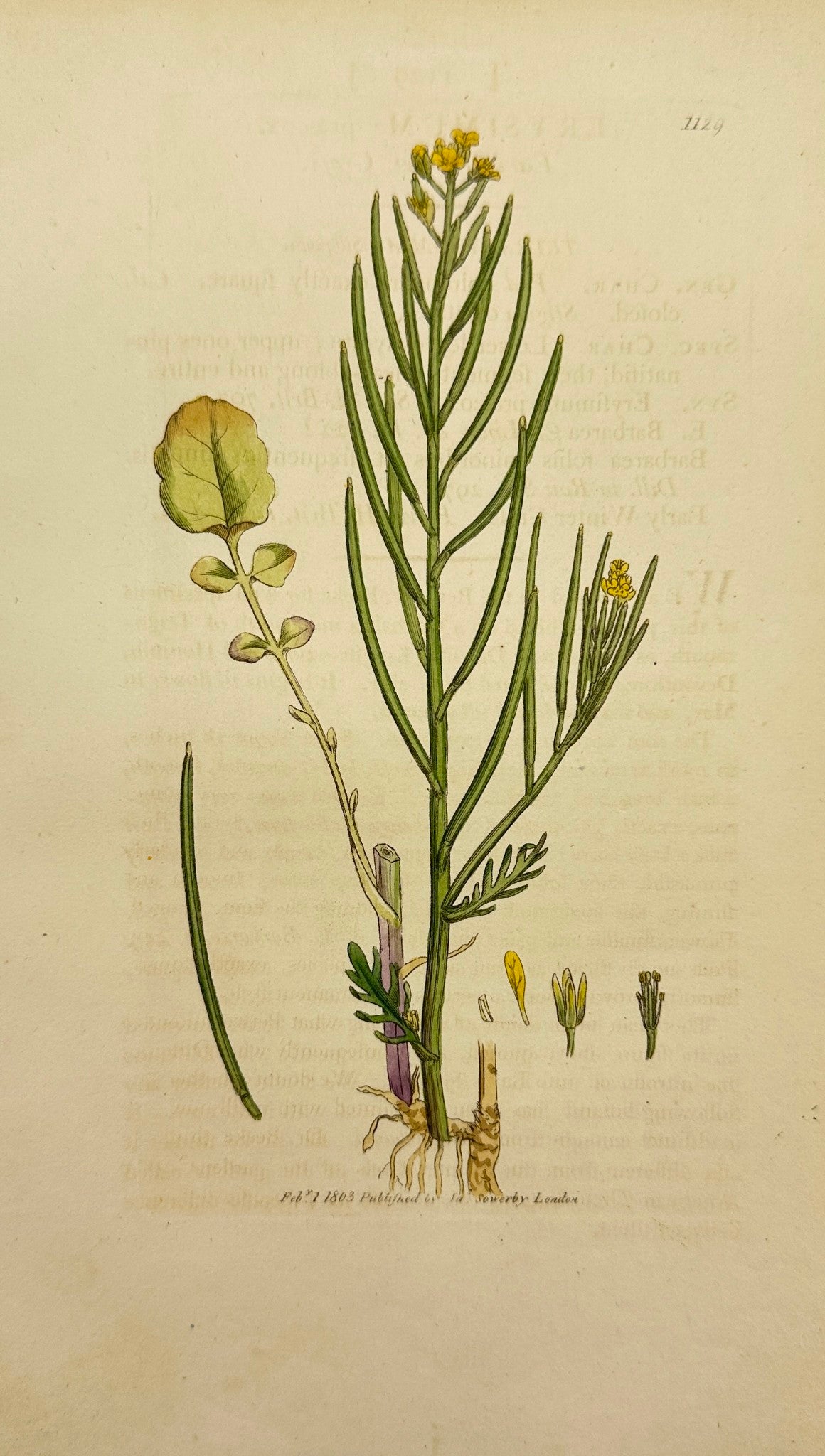 Antique Botanical Print - James Sowerby - Erysimum Praecox - Wallflower - F1