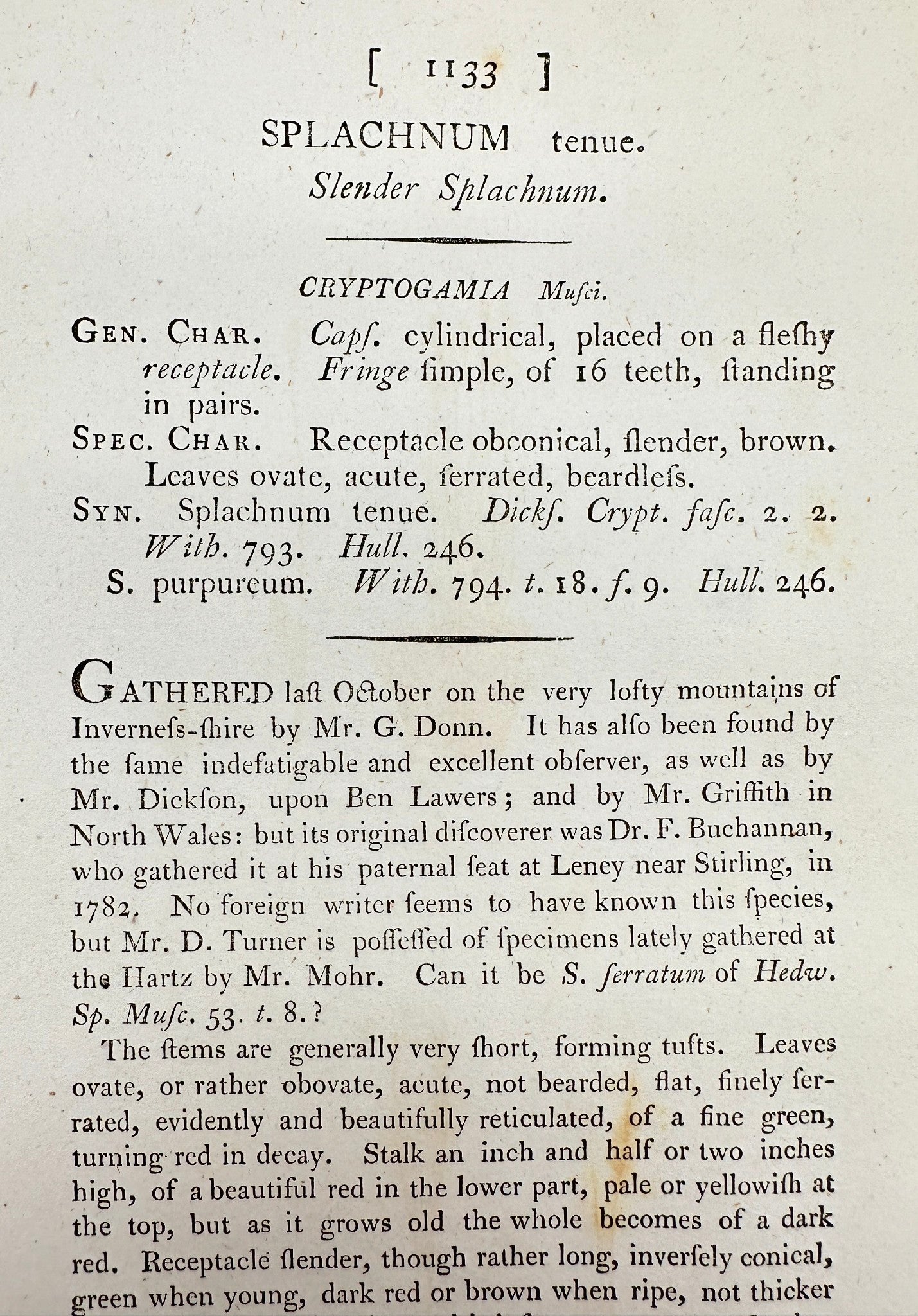 Antique Print - James Sowerby - Splachnum Tenue - Slender Splachnum - F1