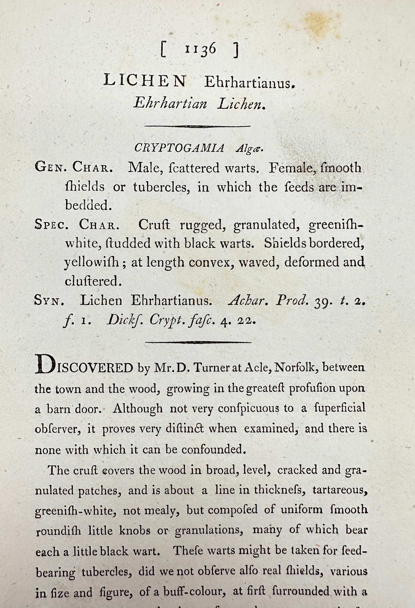Antique Print - James Sowerby - Lichen Ehrhartianus - Ehrhartian Lichen - F1