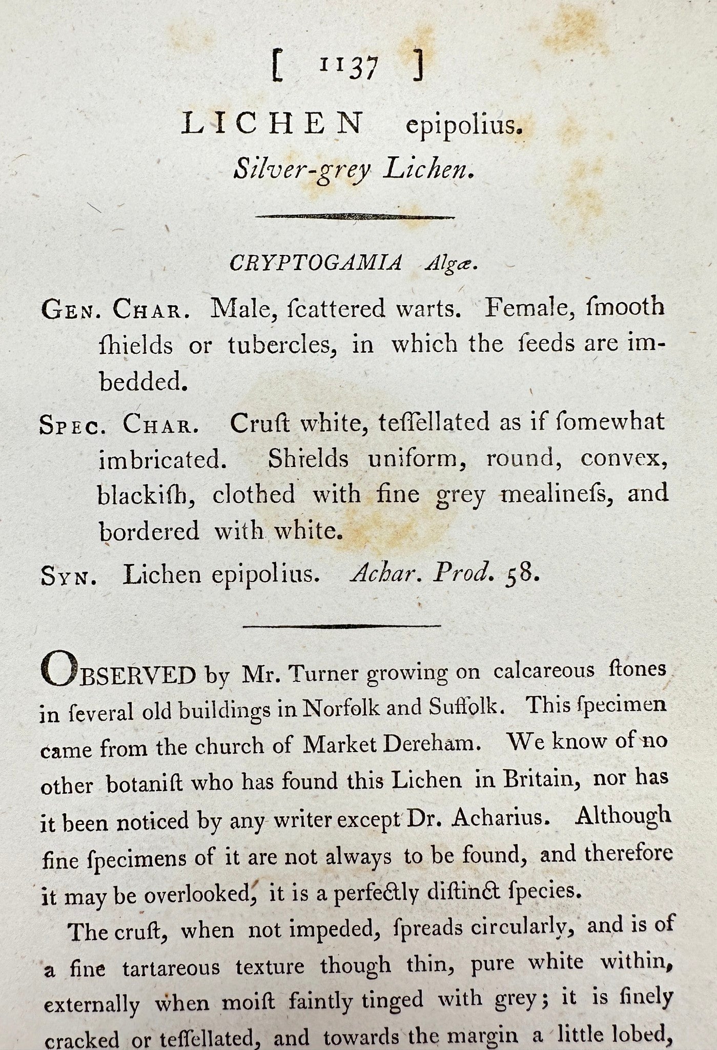 Antique Print - James Sowerby - Lichen Epipolius - Silver-grey Lichen - F1