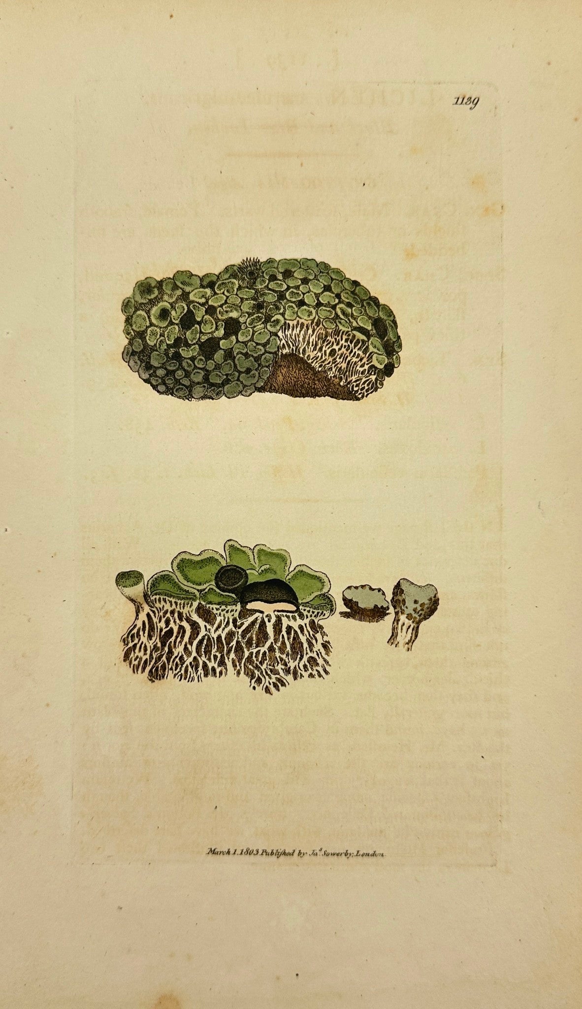 Antique Print - Sowerby - Lichen Caeruleo-nigricans - Black and Blue Lichen - F1
