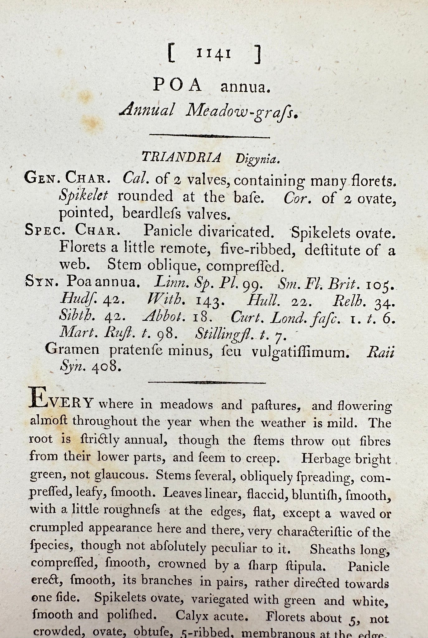 Antique Botanical Print - James Sowerby - Poa Annua - Annual Meadow-grass - F1