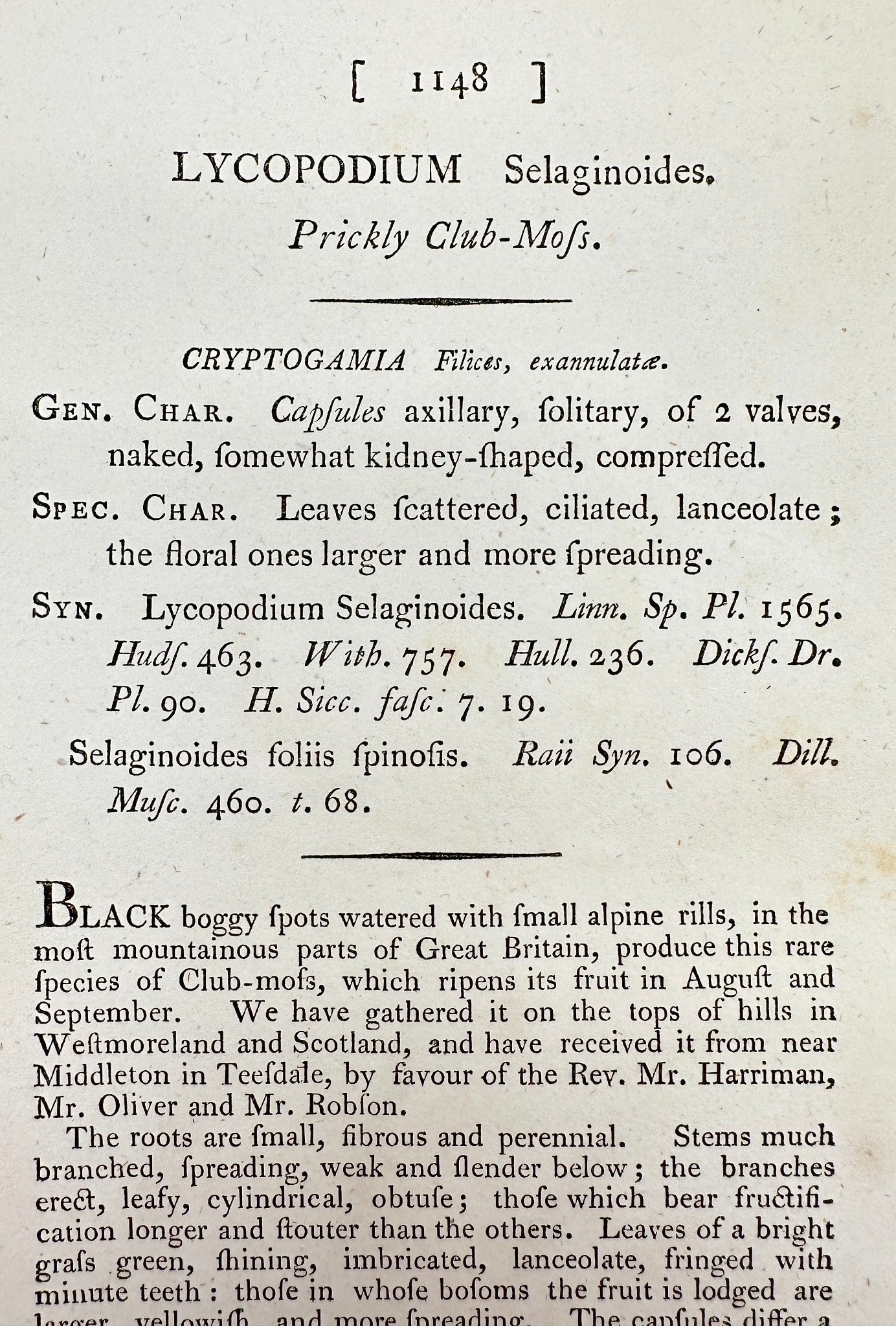 Antique Print - James Sowerby - Lycopodium Selaginoides - Prickly Club-Moss - F1