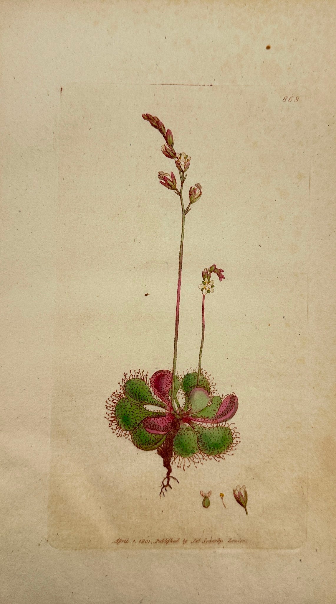 Antique Print - James Sowerby - Drosera Longifolia - Long-leaved Sundew - F1