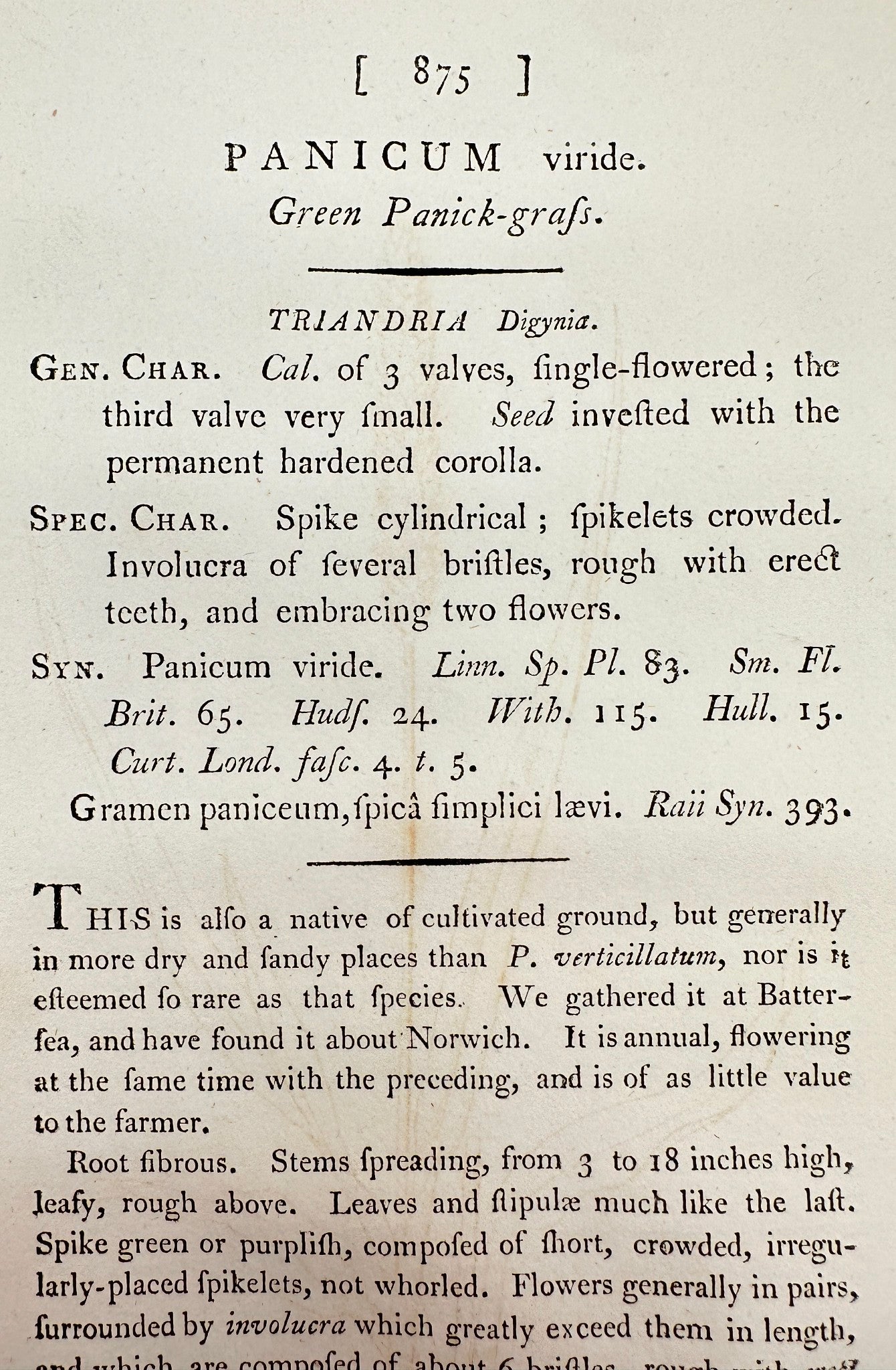 Antique Botanical Print - James Sowerby - Panicum Viride - Green Panicgrass - F1