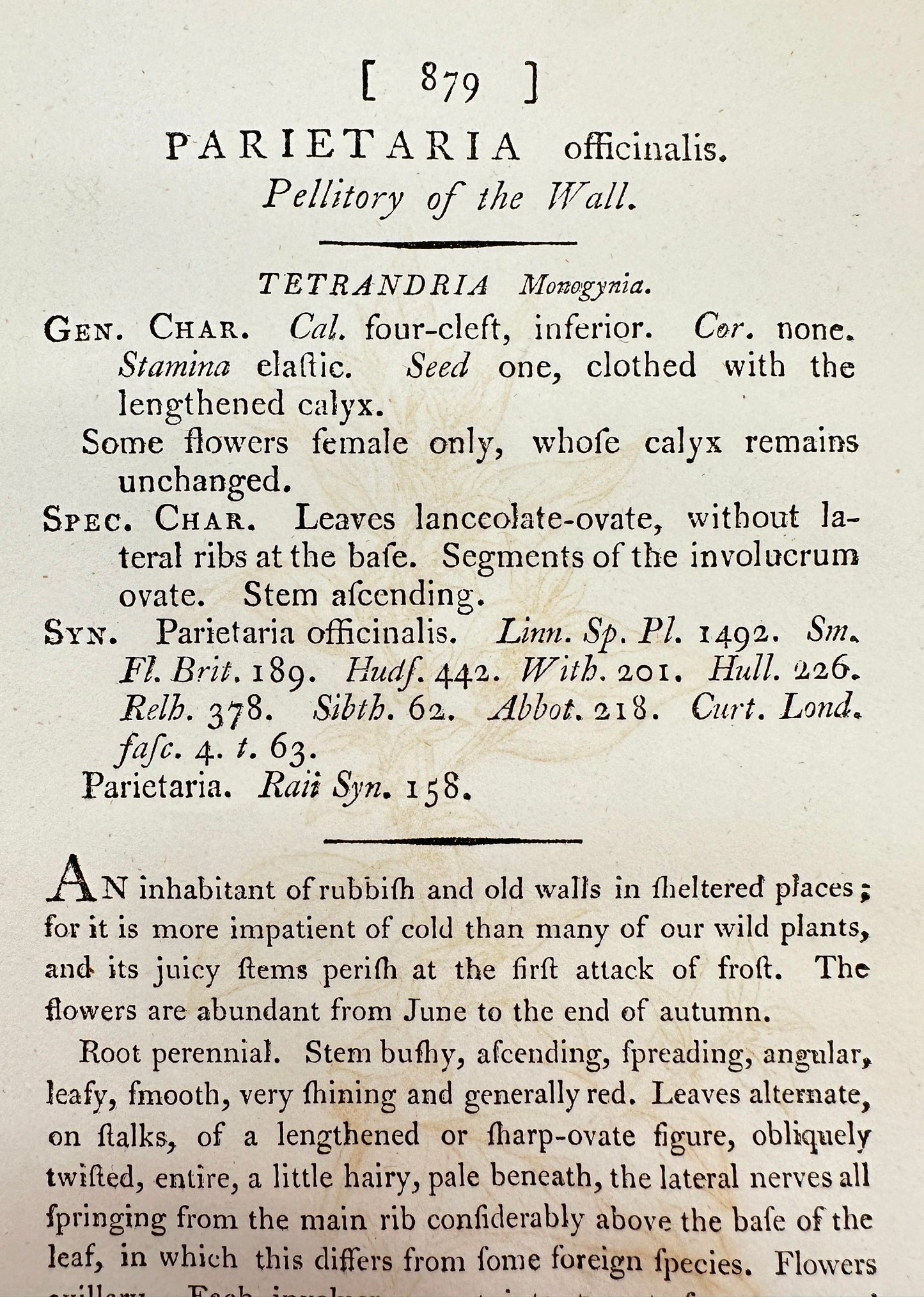 Antique Print - Sowerby - Parietaria Officinalis - Pellitory of the Wall - F1