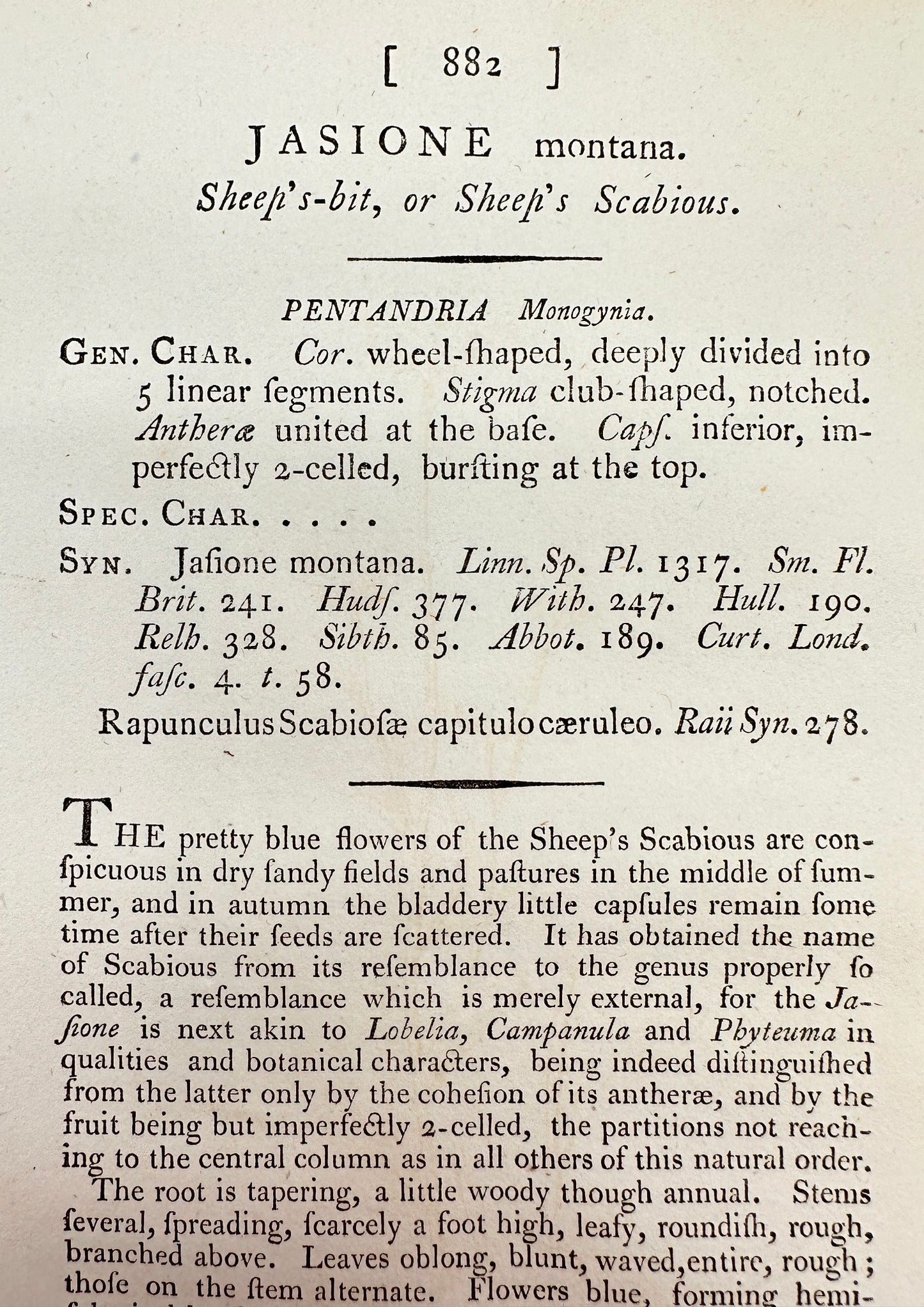 Antique Botanical Print - James Sowerby - Jasione Montana - Sheep's-bit - F1