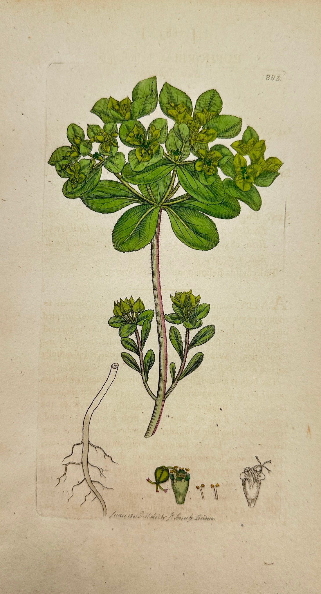 Antique Print - James Sowerby - Euphorbia Helioscopia - Sun Spurge - F1