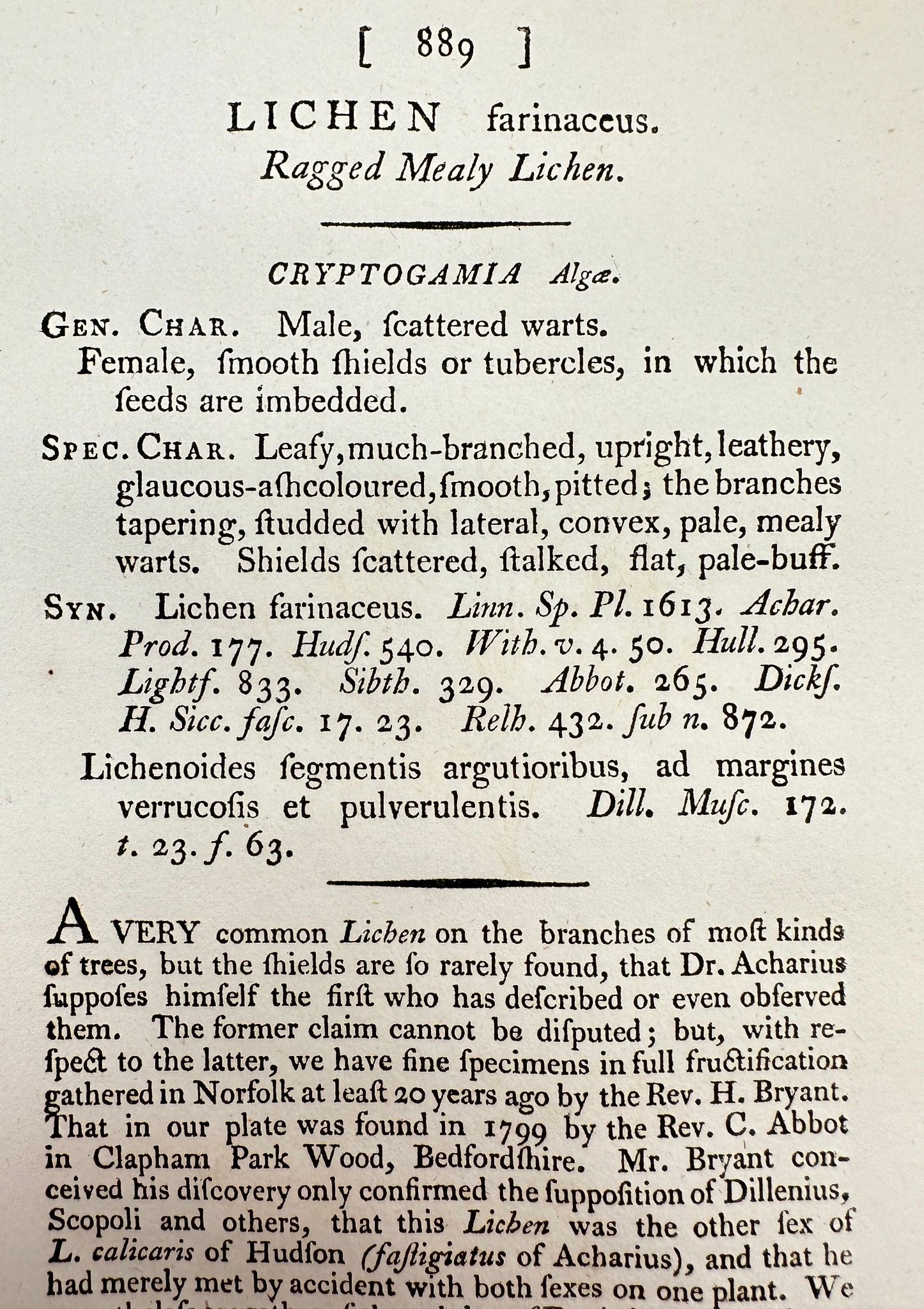 Antique Print - James Sowerby - Lichen Farinaceus - Ragged Mealy Lichen - F1