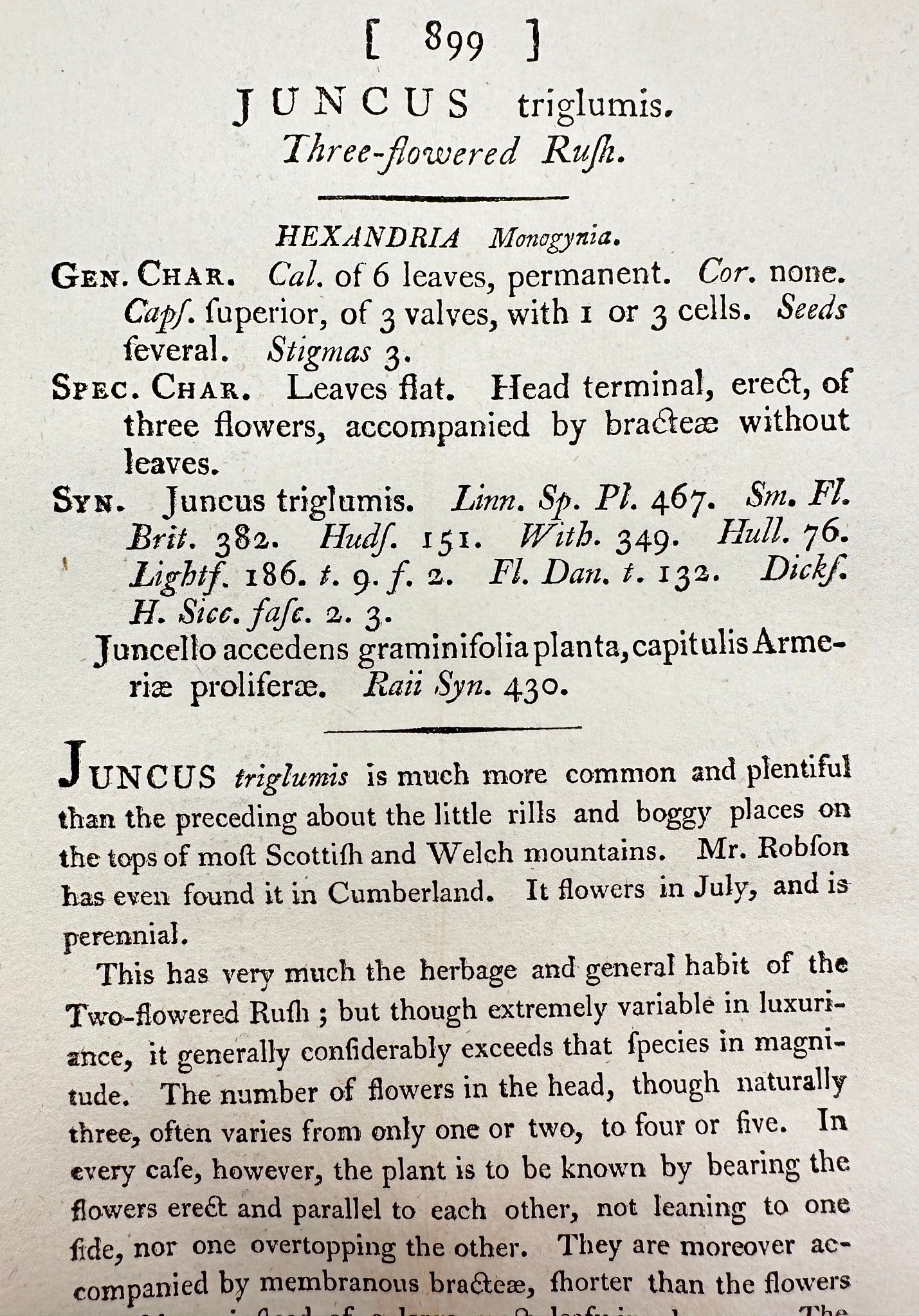 Antique Print - James Sowerby - Juncus Triglumis - Three-flowered Rush - F1