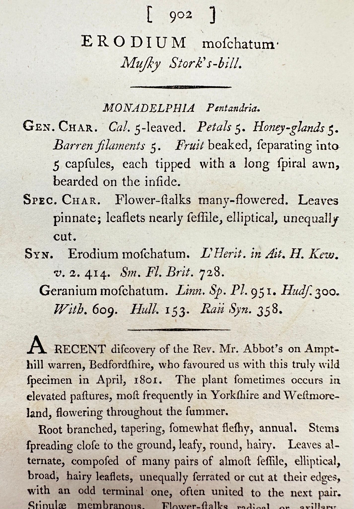 Antique Print - James Sowerby - Erodium Moschatum - Musky Stork's-bill - F1