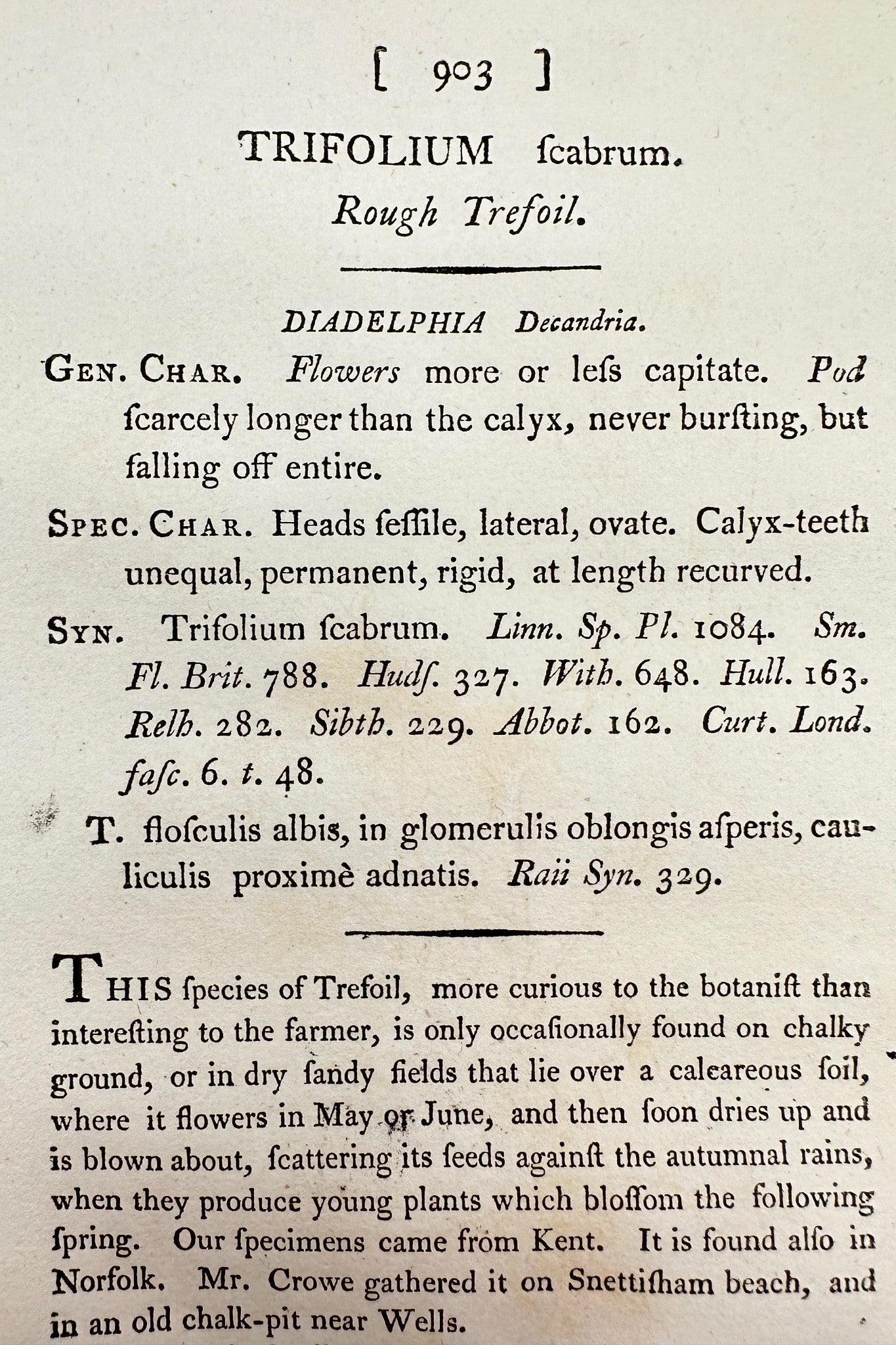 Antique Print - James Sowerby - Trifolium Scabrum - Rough Trefoil - F1