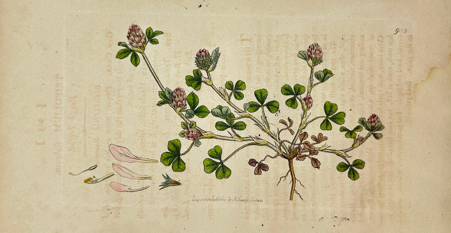 Antique Print - James Sowerby - Trifolium Scabrum - Rough Trefoil - F1