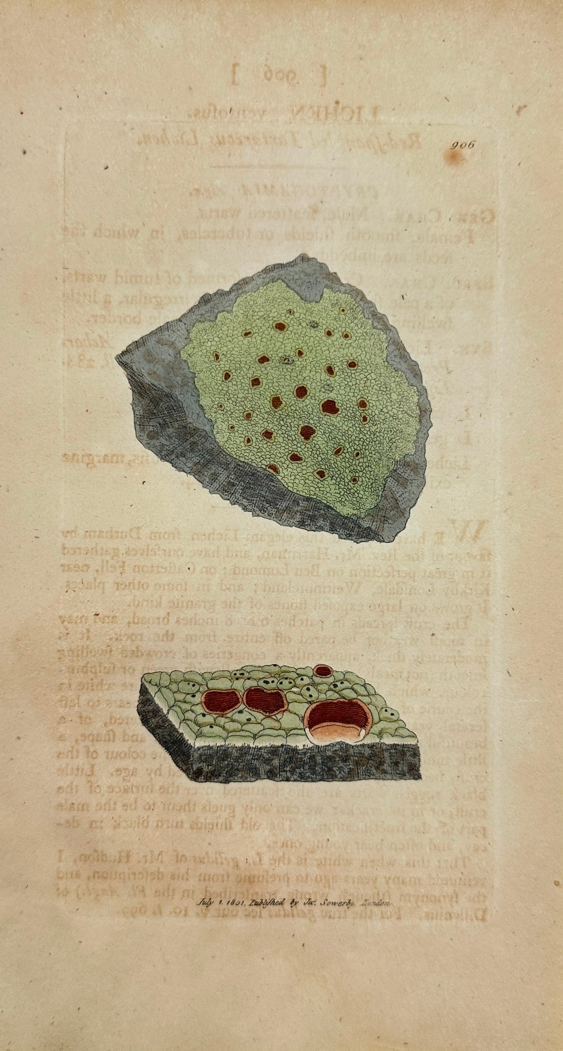 Antique Print - Sowerby - Lichen Ventofus - Red-Spangled Tartareous Lichen - F1