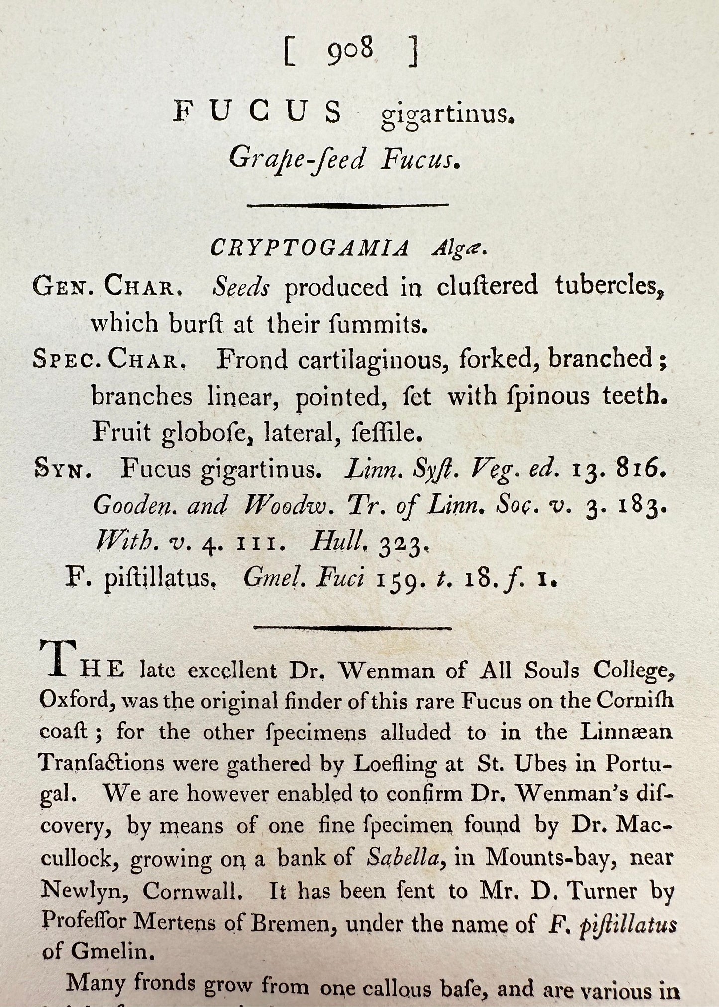 Antique Print - James Sowerby - Fucus Gigartinus - Grape-feed Fucus - F1