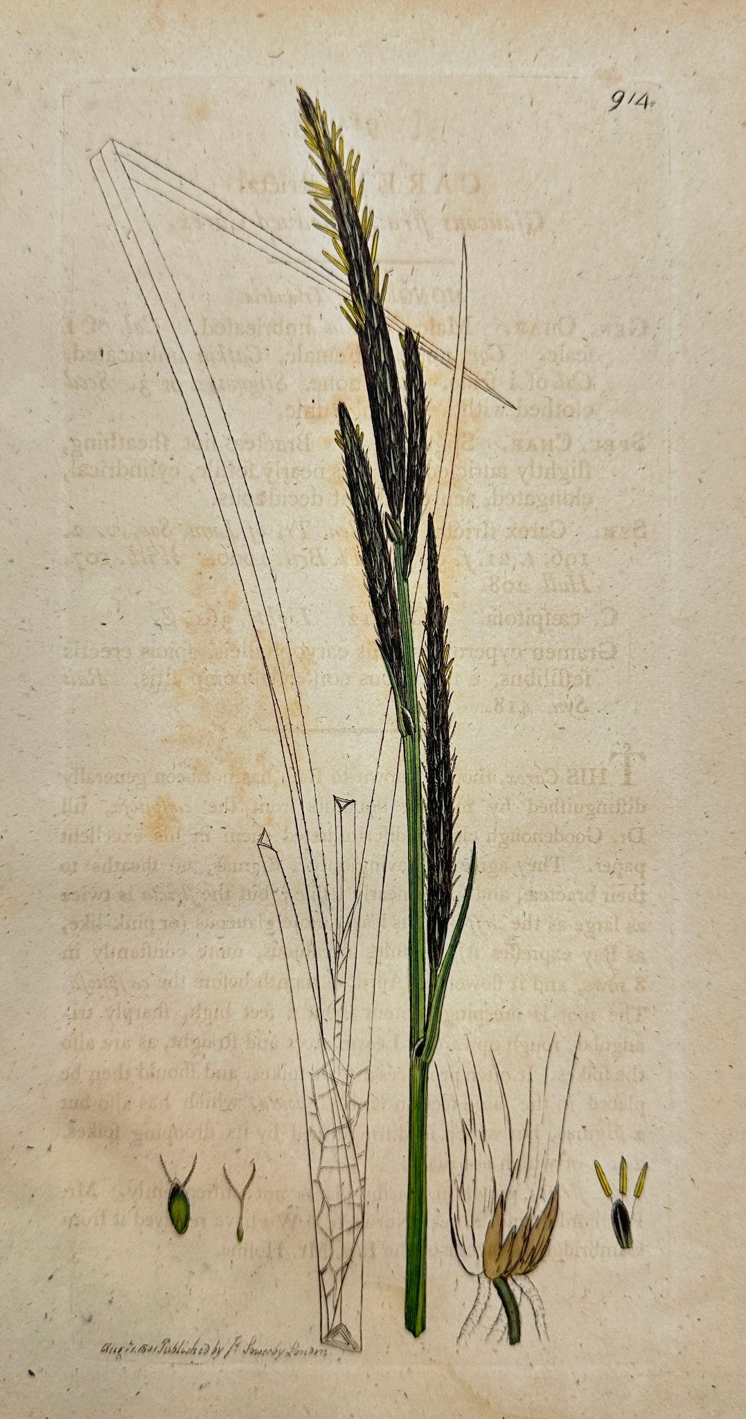 Antique Botanical Print - James Sowerby - Carex Stricta - Tufted Sedge - F1